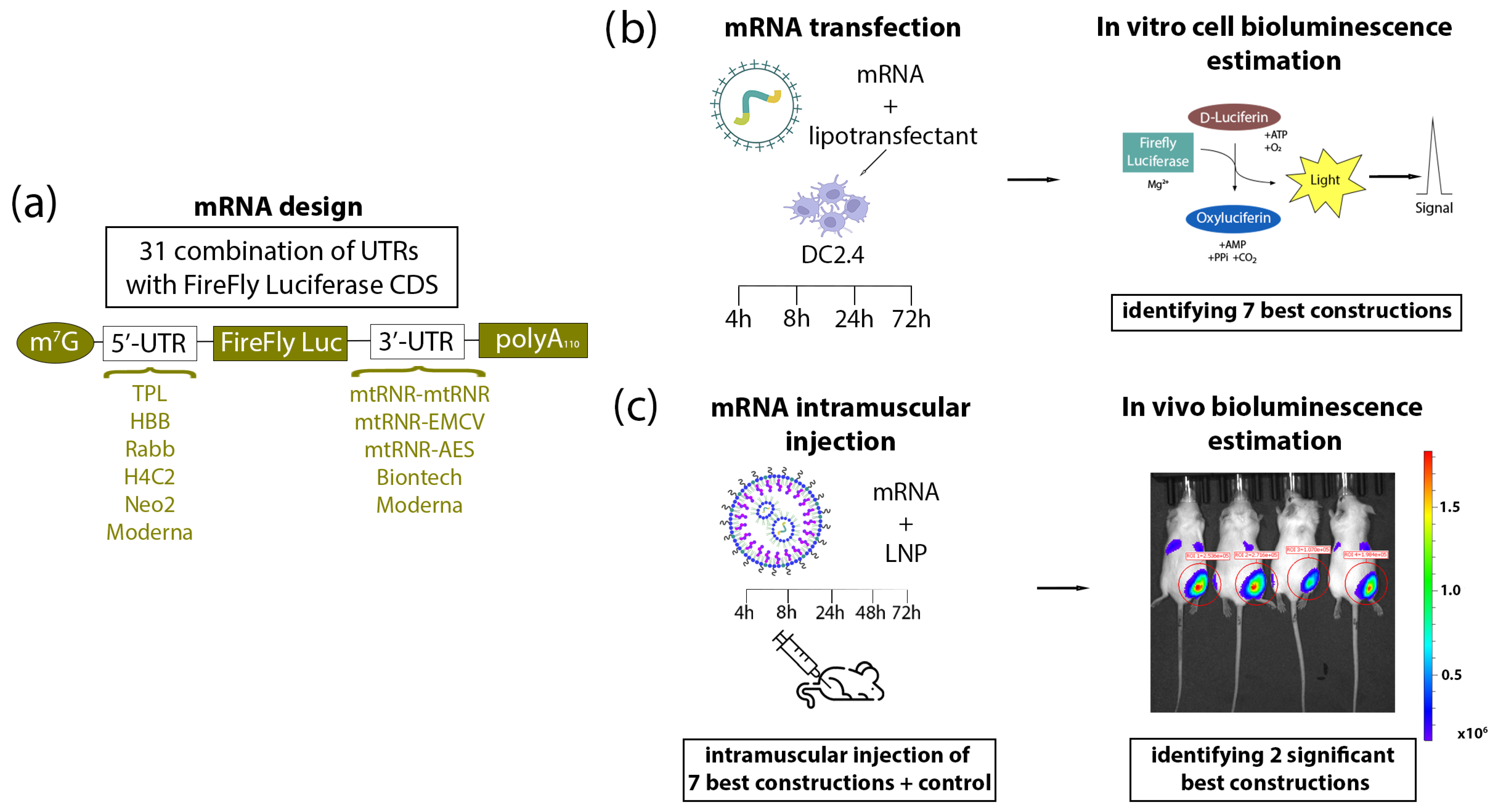 Biomolecules 13 01677 g001