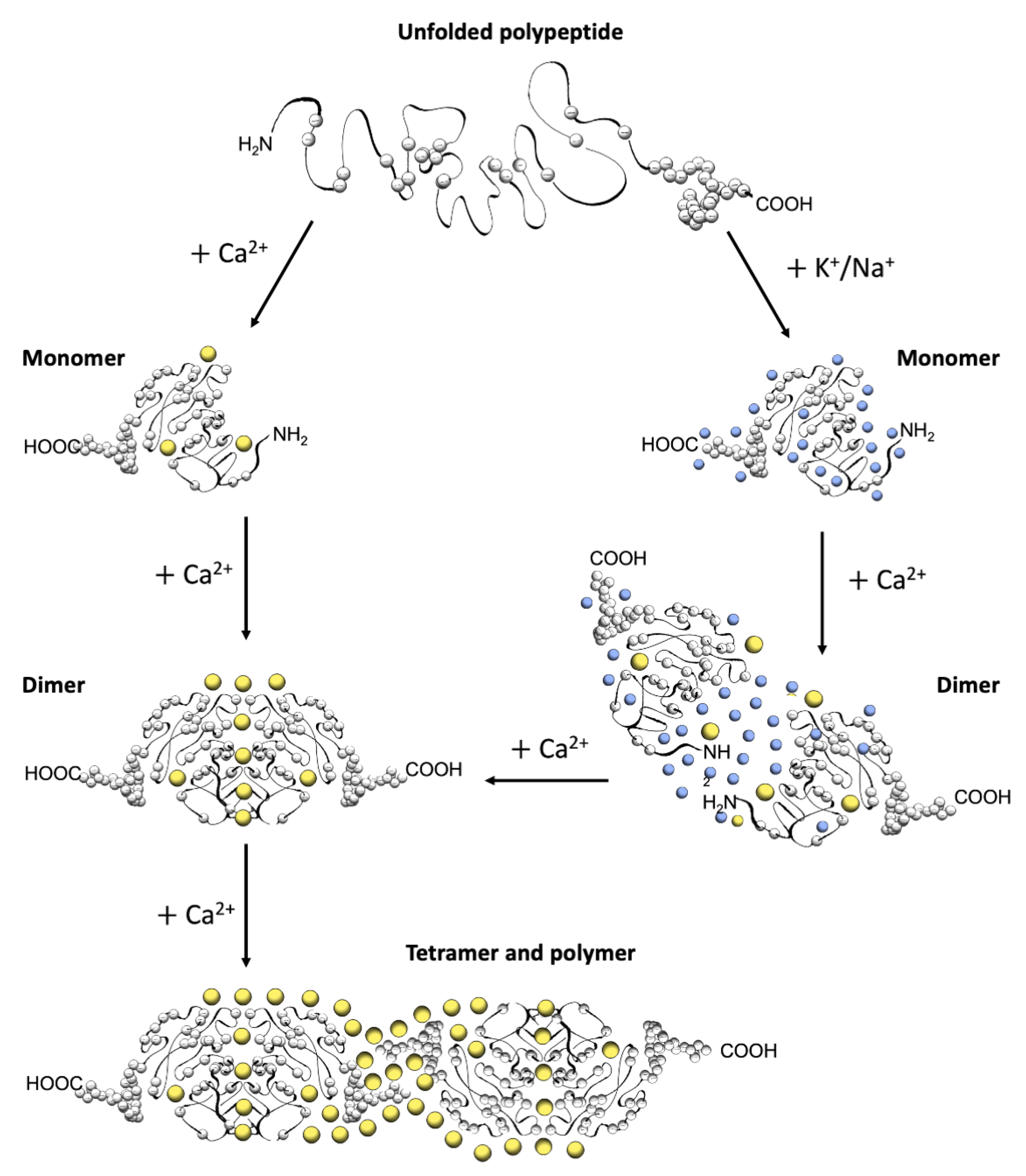 Biomolecules 13 01693 g002