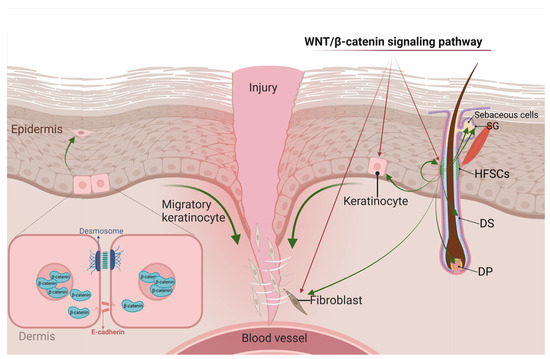 ghk-cu wnt β-catenin pathway hair growth The Roles of WNT Signaling Pathways in Skin Development and Mechanical-Stretch-Induced Skin Regeneration