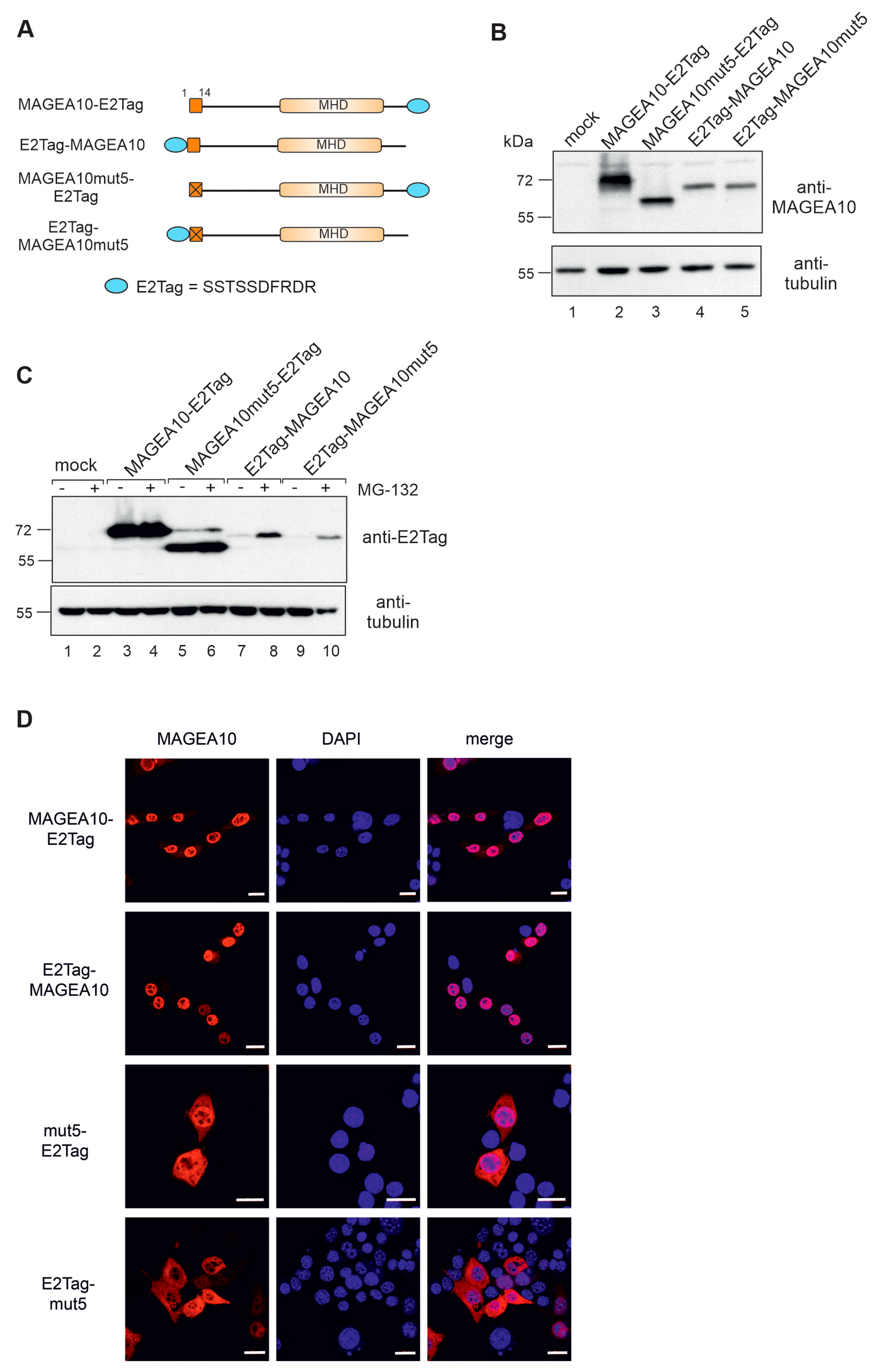Biomolecules 13 01704 g005
