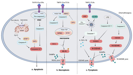 コンピュータ・IT Fundamentals of Software Architecture Caspase-Linked Programmed Cell Death in Prostate Cancer
