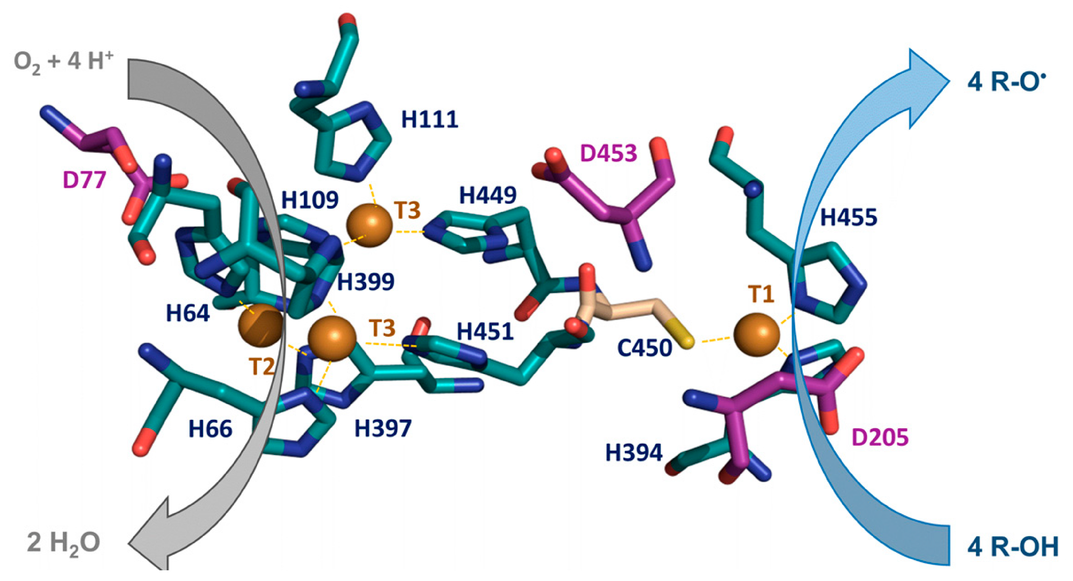 Biomolecules 13 01716 g002 Biomolecules 13 01716 g002