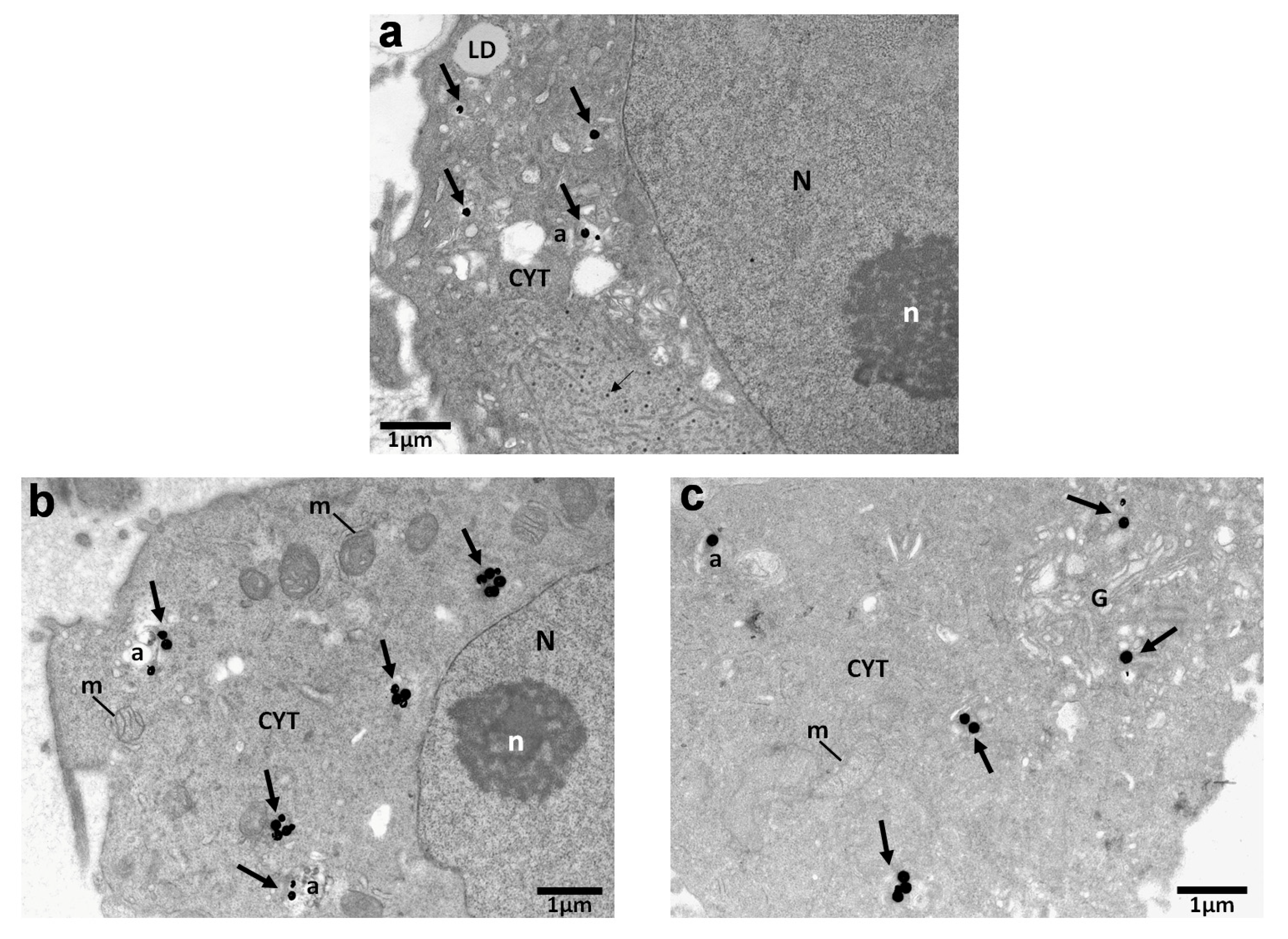Biomolecules 13 01720 g003