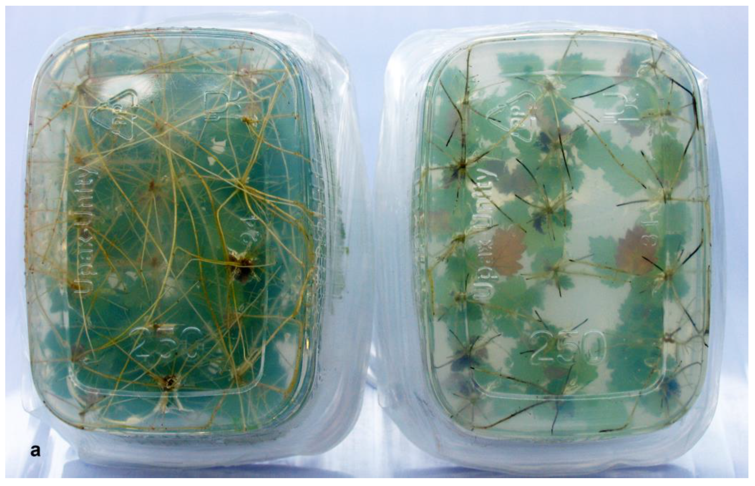 Biomolecules 13 01734 g003a