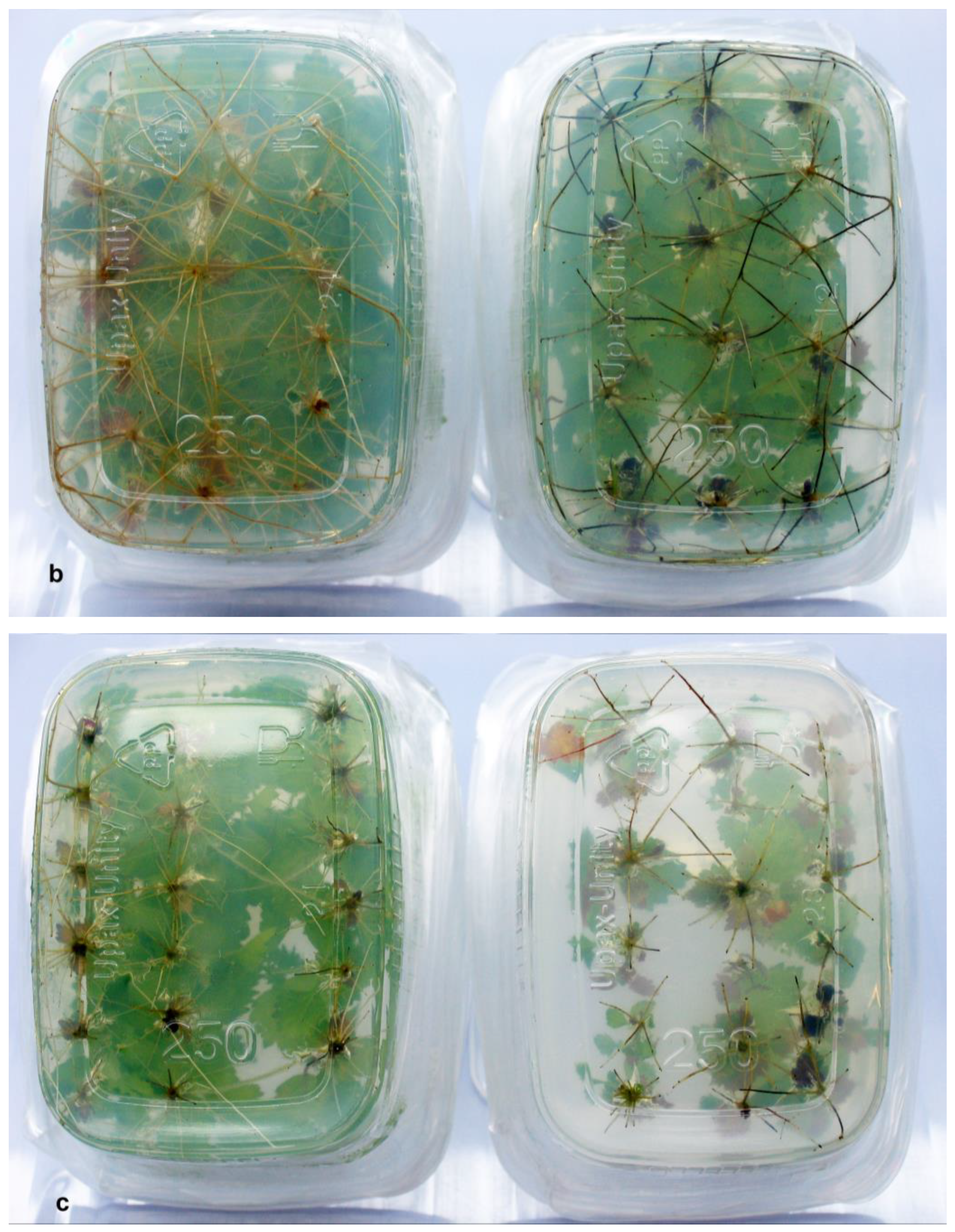 Biomolecules 13 01734 g003b