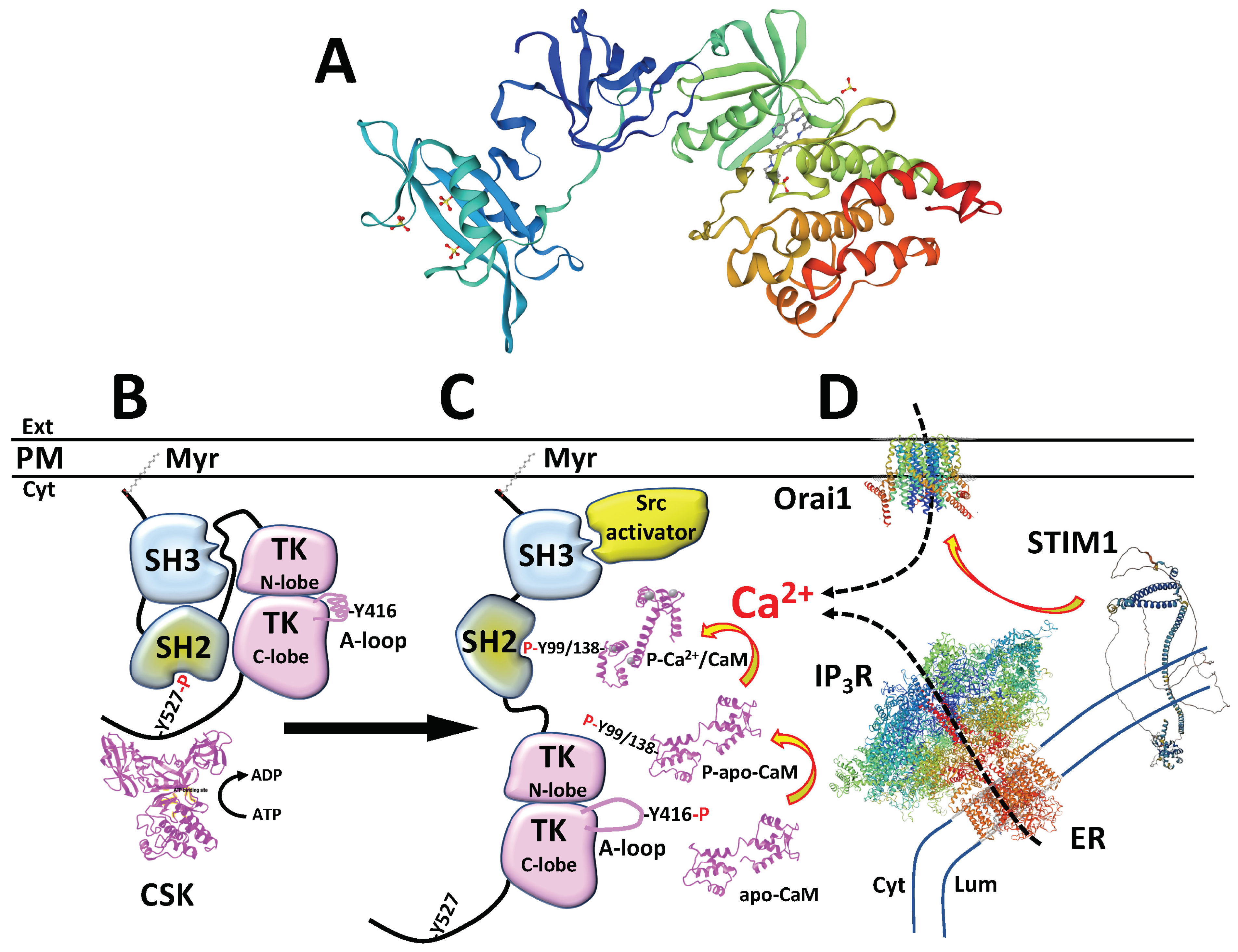 Biomolecules 13 01739 g001 Biomolecules 13 01739 g001