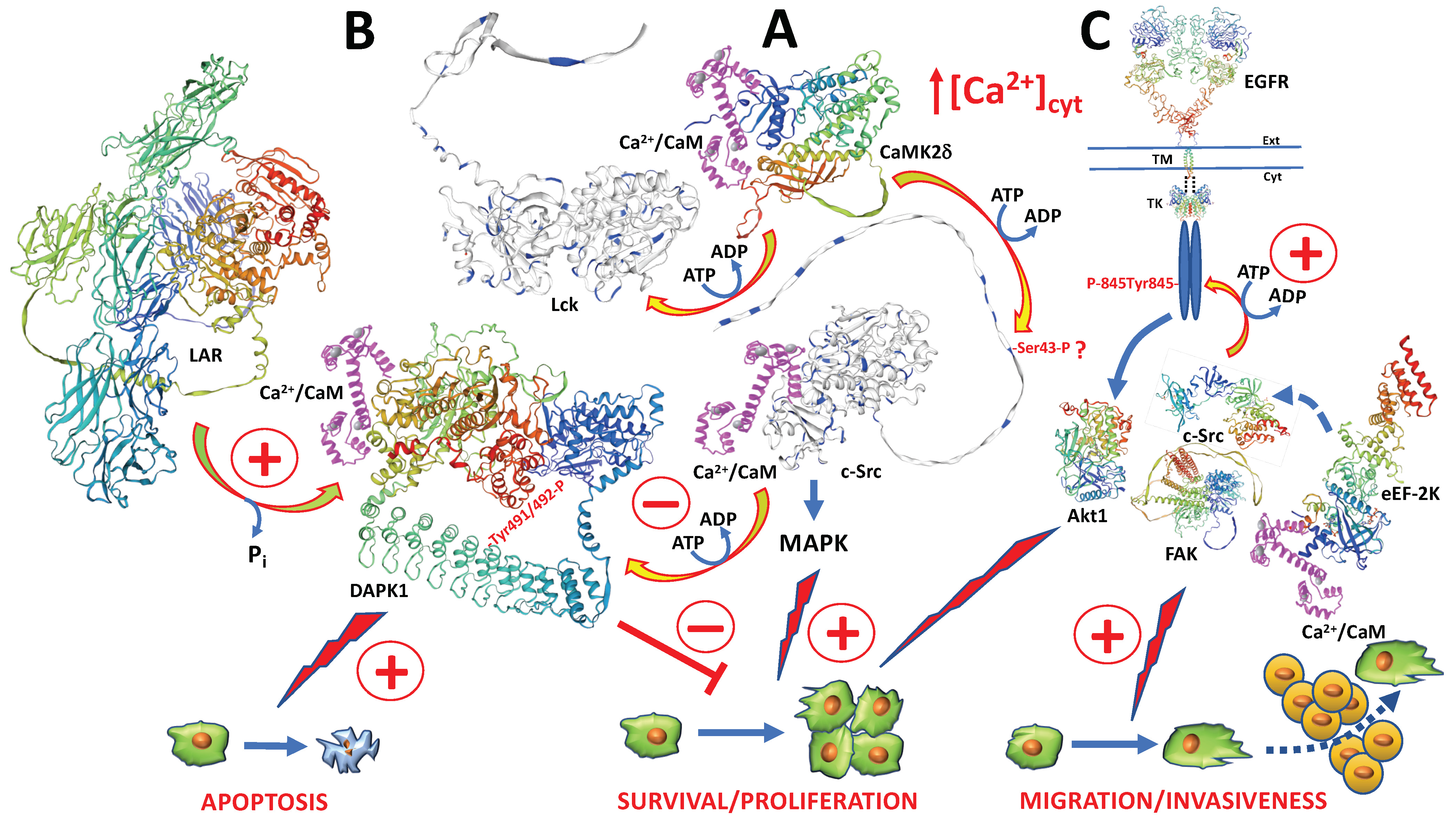Biomolecules 13 01739 g004 Biomolecules 13 01739 g004