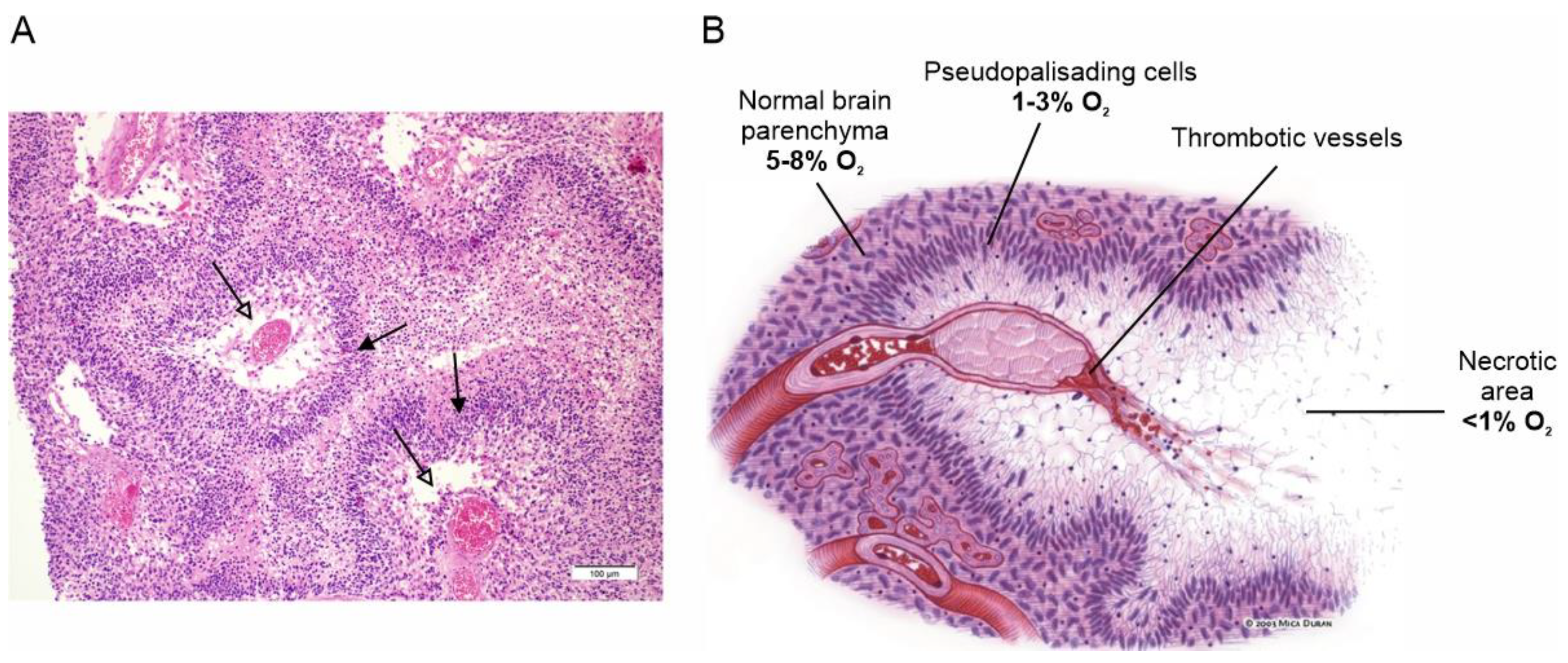 Biomolecules 13 01742 g001