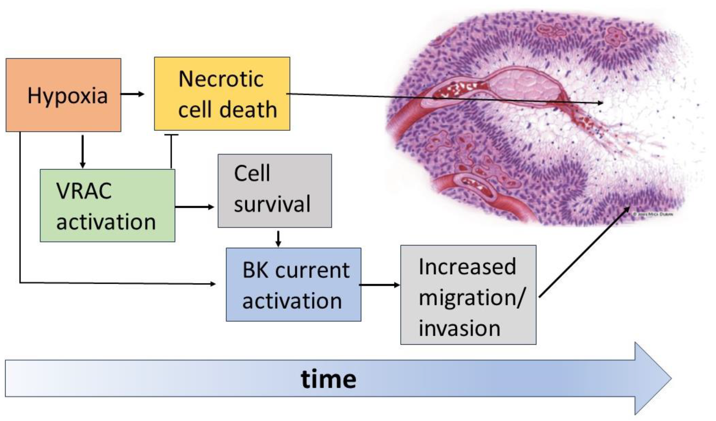 Hypoxia, Ion Channels and Glioblastoma ... Biology Diagrams