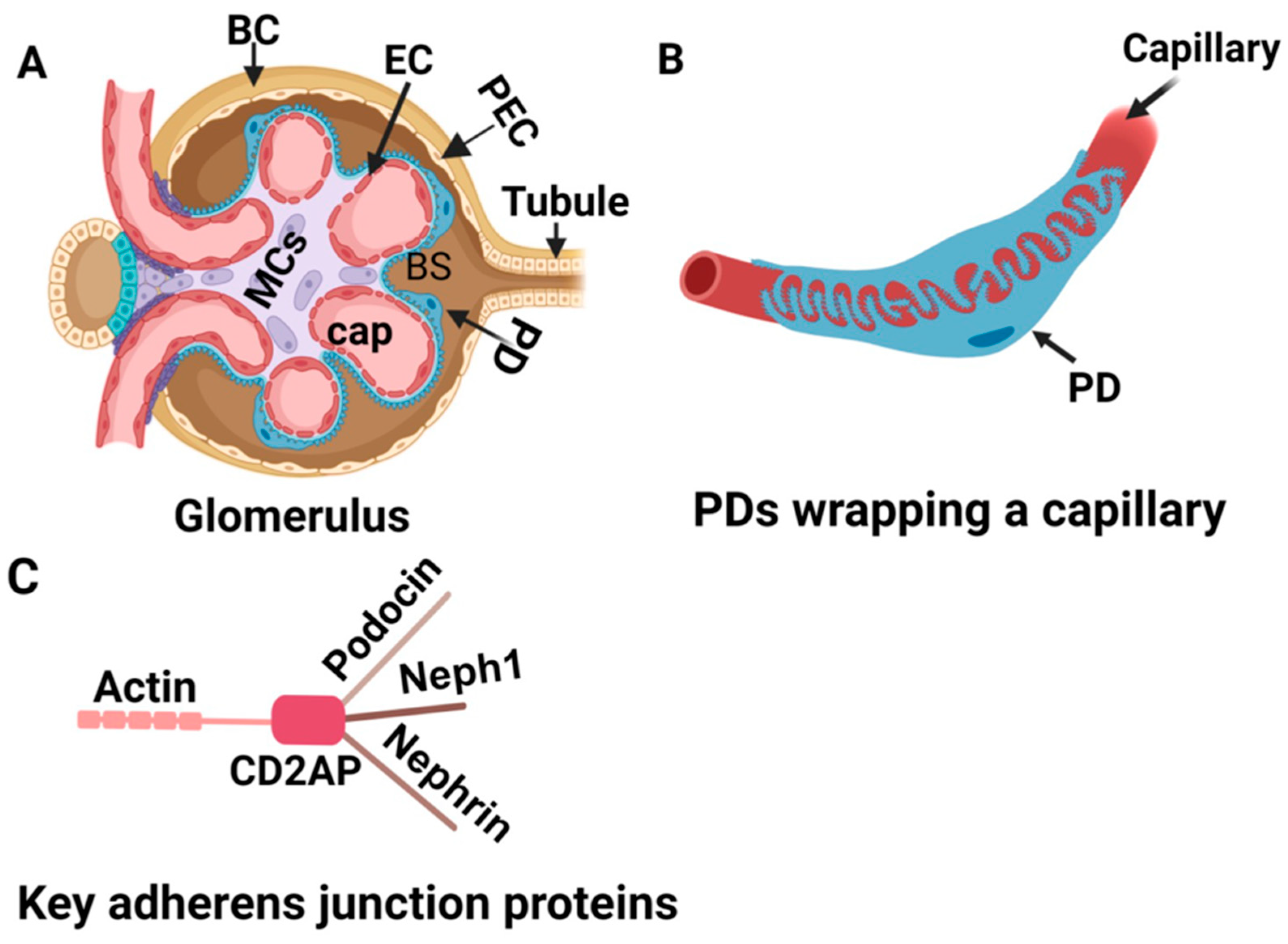 Biomolecules 13 01743 g001