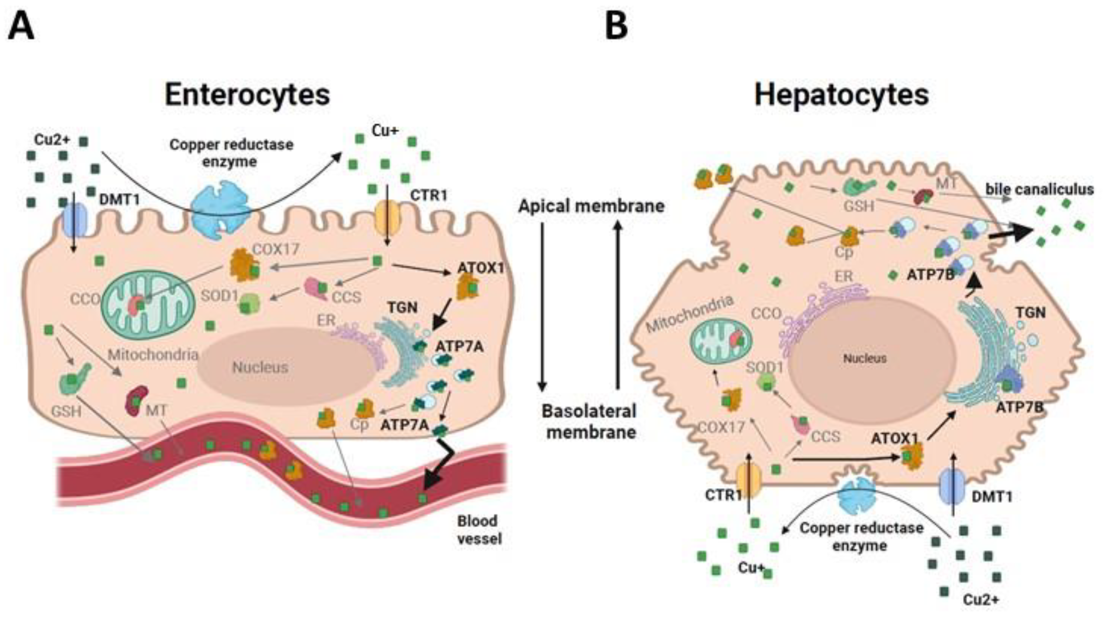 Biomolecules 13 01746 g001