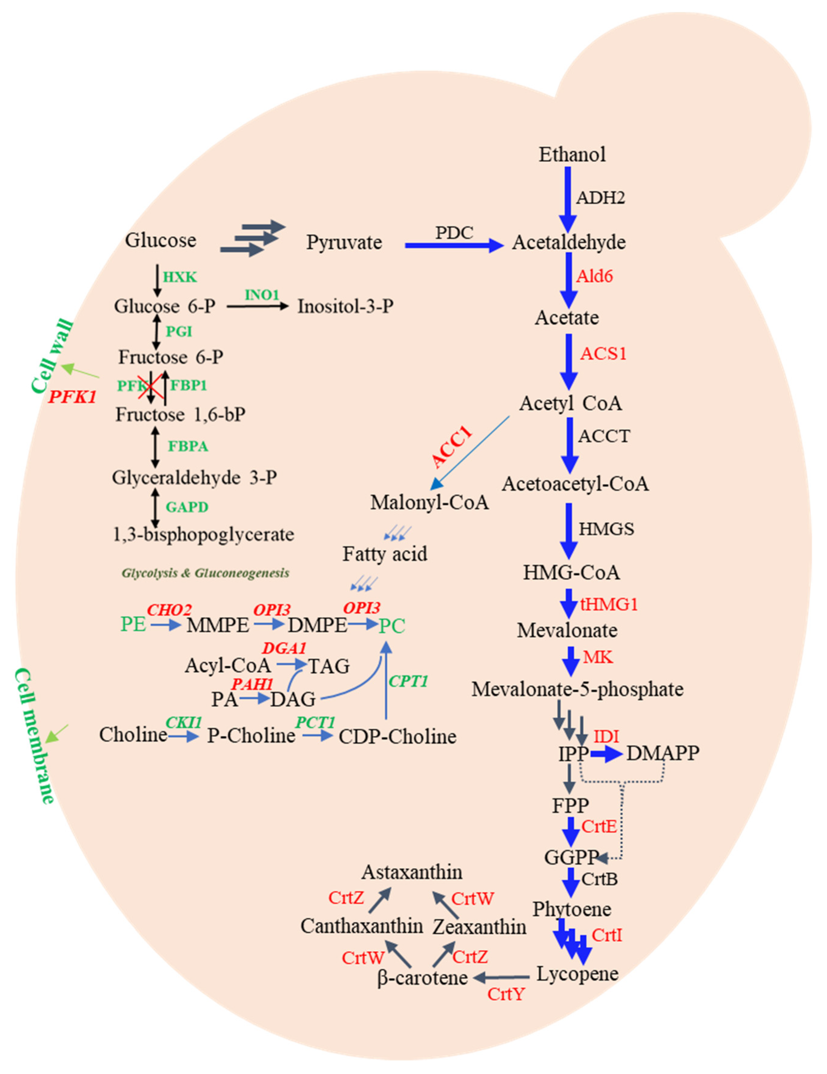 Biomolecules 13 01747 g004