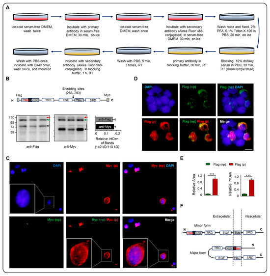 A Novel Form of Neuregulin 1 Type III Caused by N-Terminal Processing