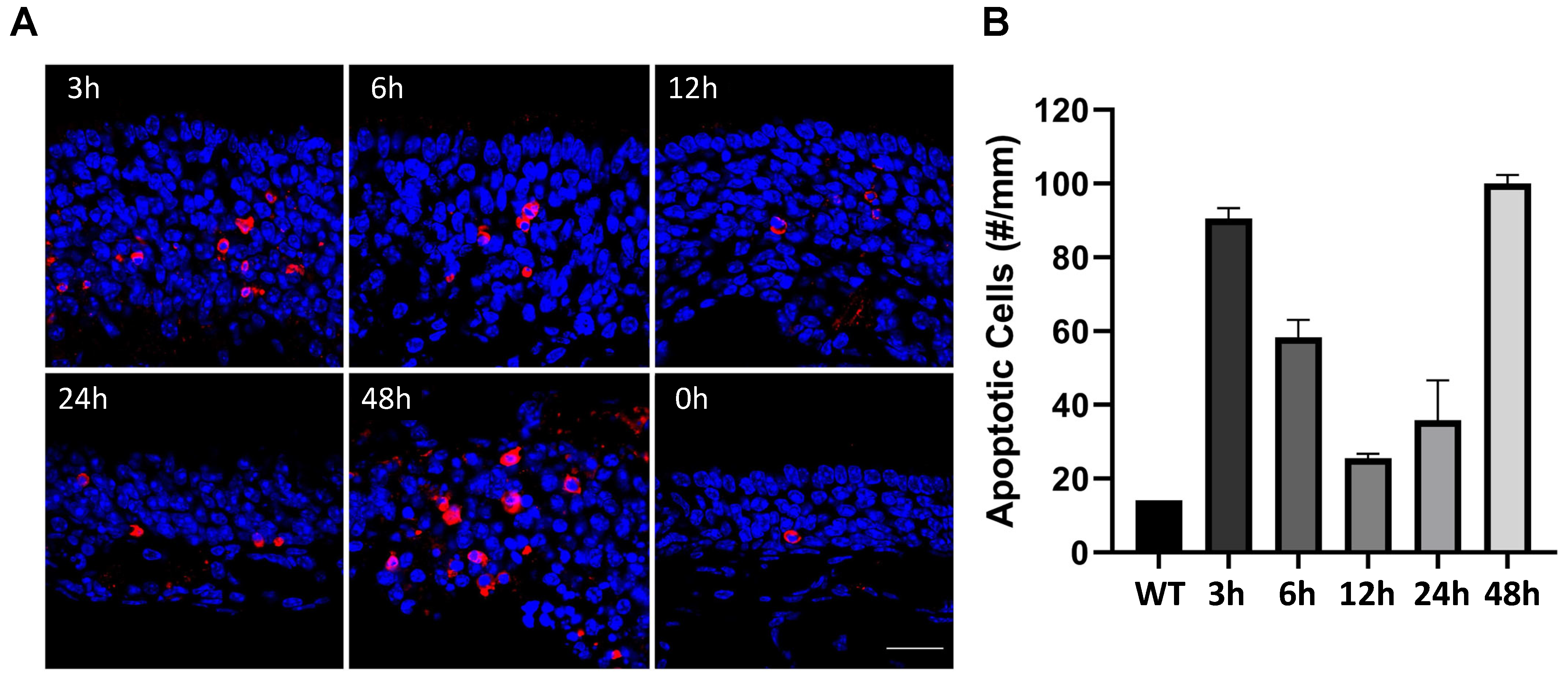 Biomolecules 13 01762 g002 Biomolecules 13 01762 g002