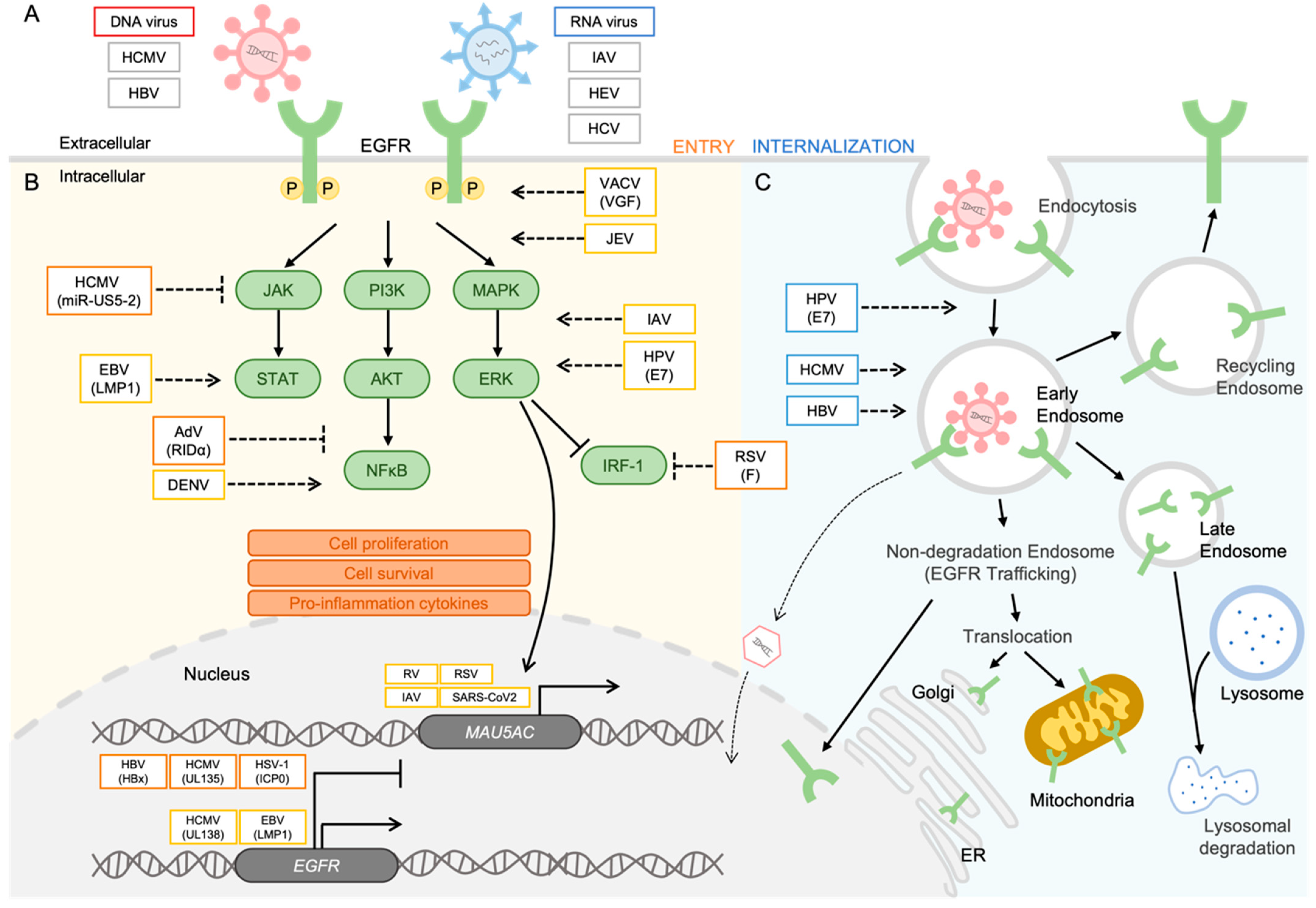Biomolecules 13 01766 g001 Biomolecules 13 01766 g001