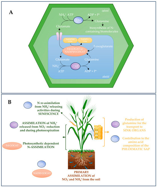 The Role of Glutamine Synthetase (GS) and Glutamate Synthase