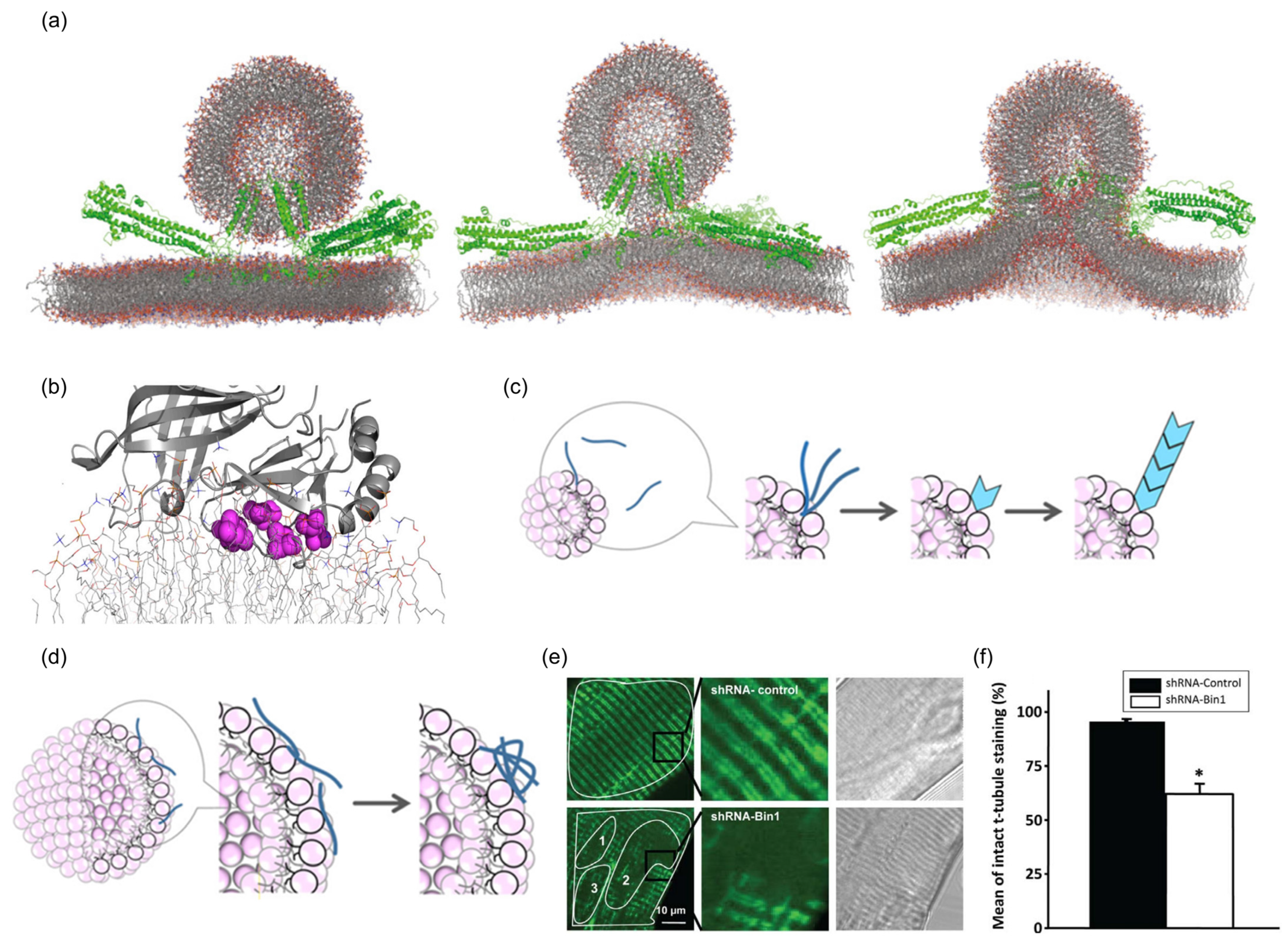 Biomolecules 13 01772 g007