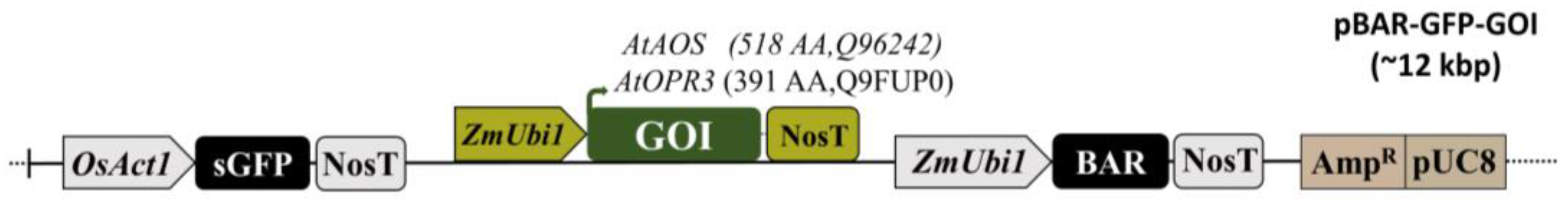Biomolecules 13 01775 g001