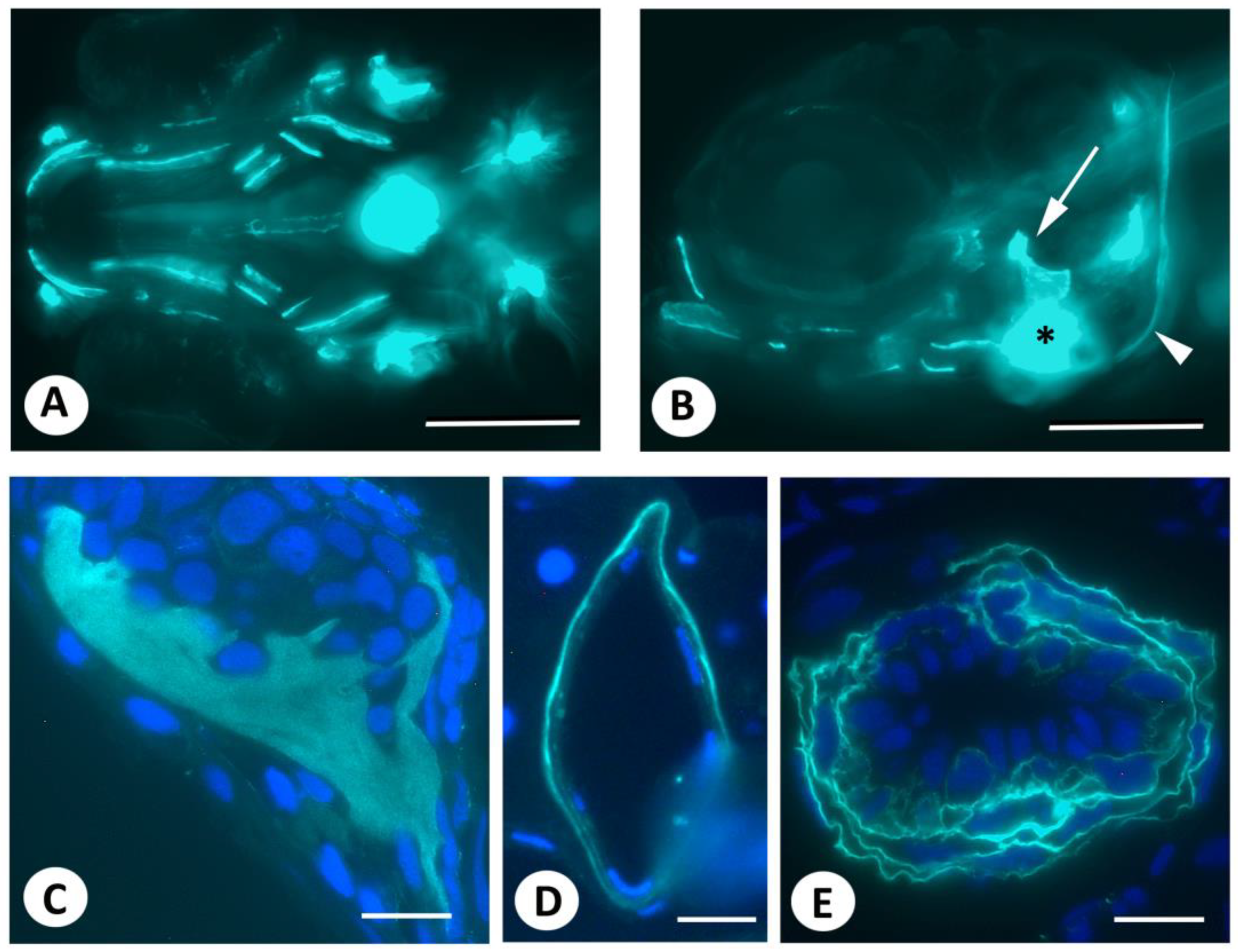 Biomolecules 13 01780 g001