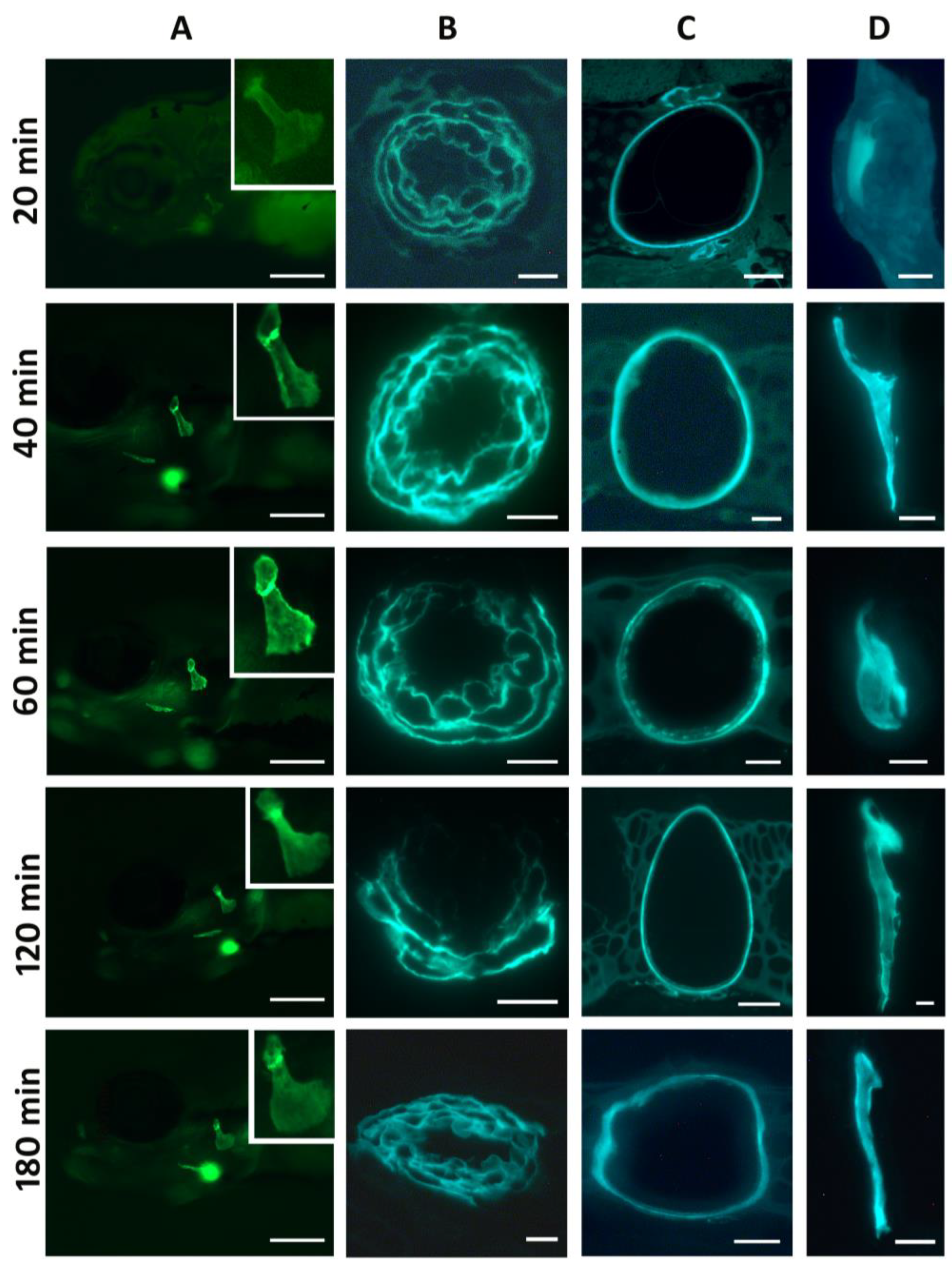 Biomolecules 13 01780 g002