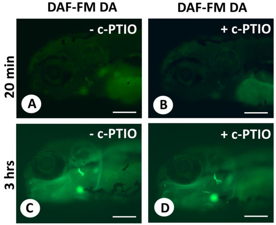 Bone Formation in Zebrafish: The Significance of DAF-FM DA