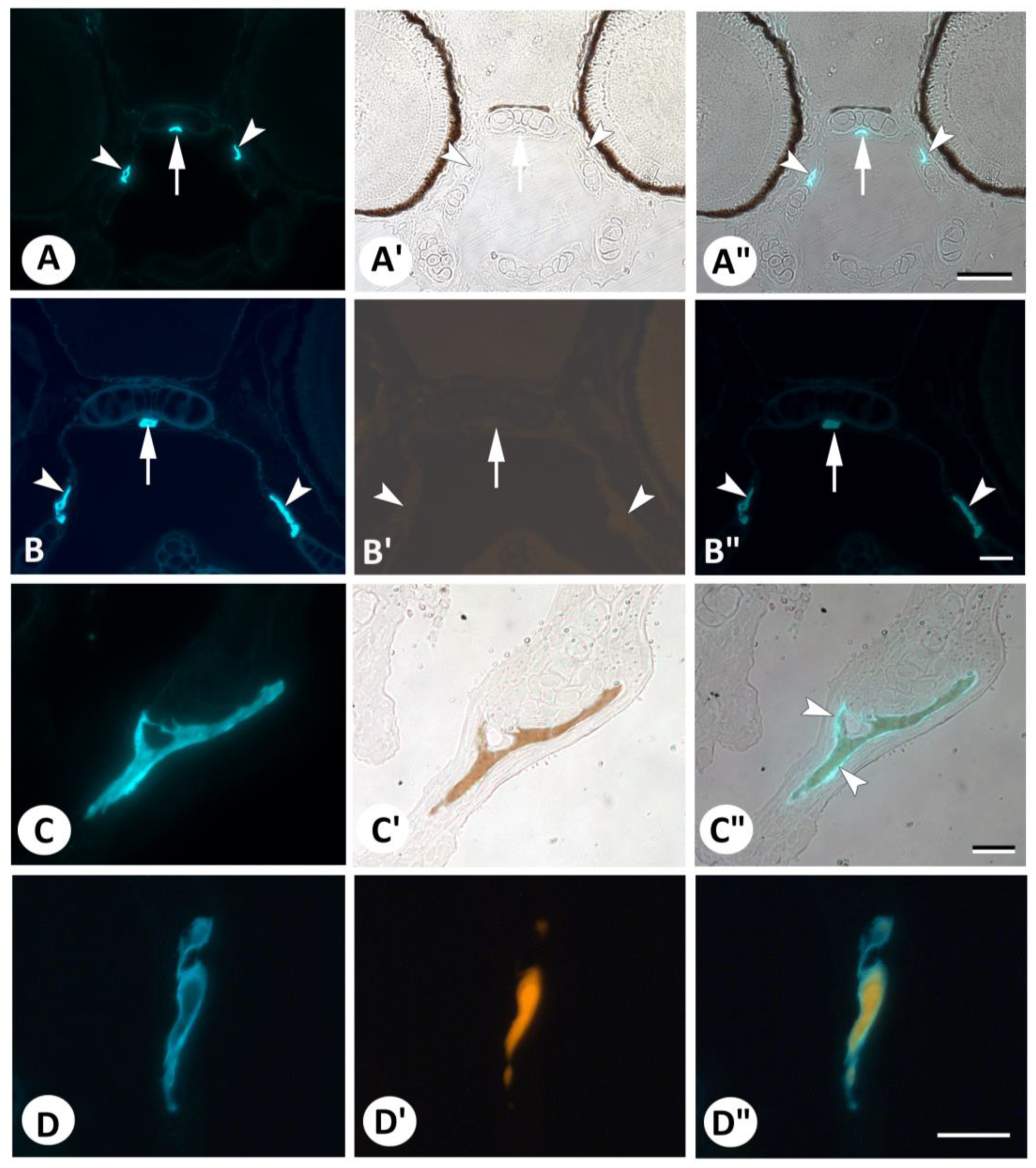 Biomolecules 13 01780 g004