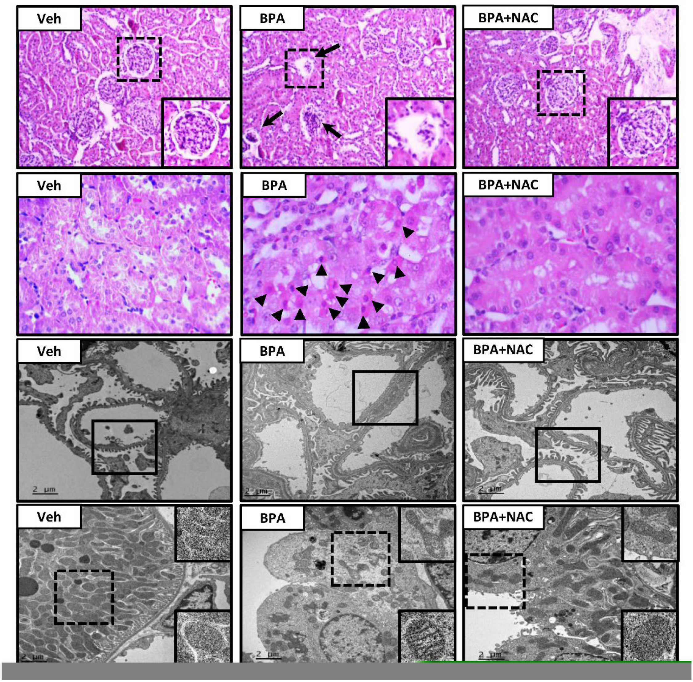 Biomolecules 13 01781 g002