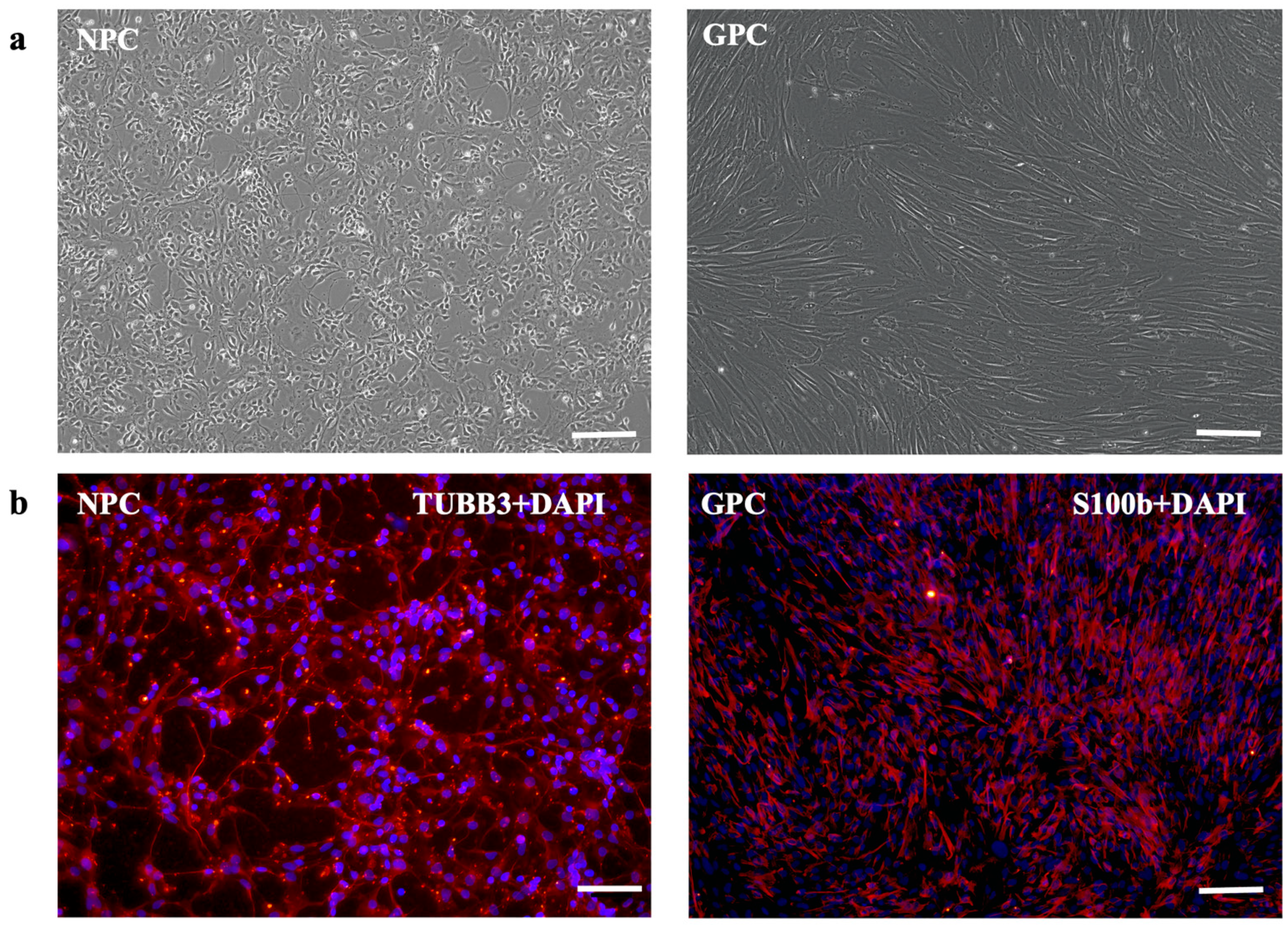 Biomolecules 13 01784 g001