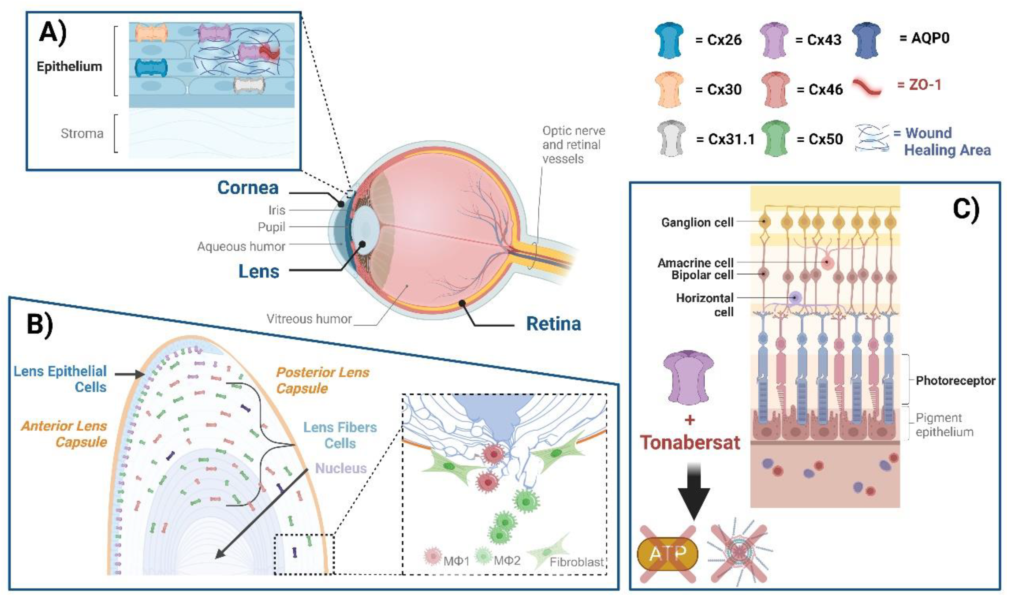 Biomolecules 13 01796 g001