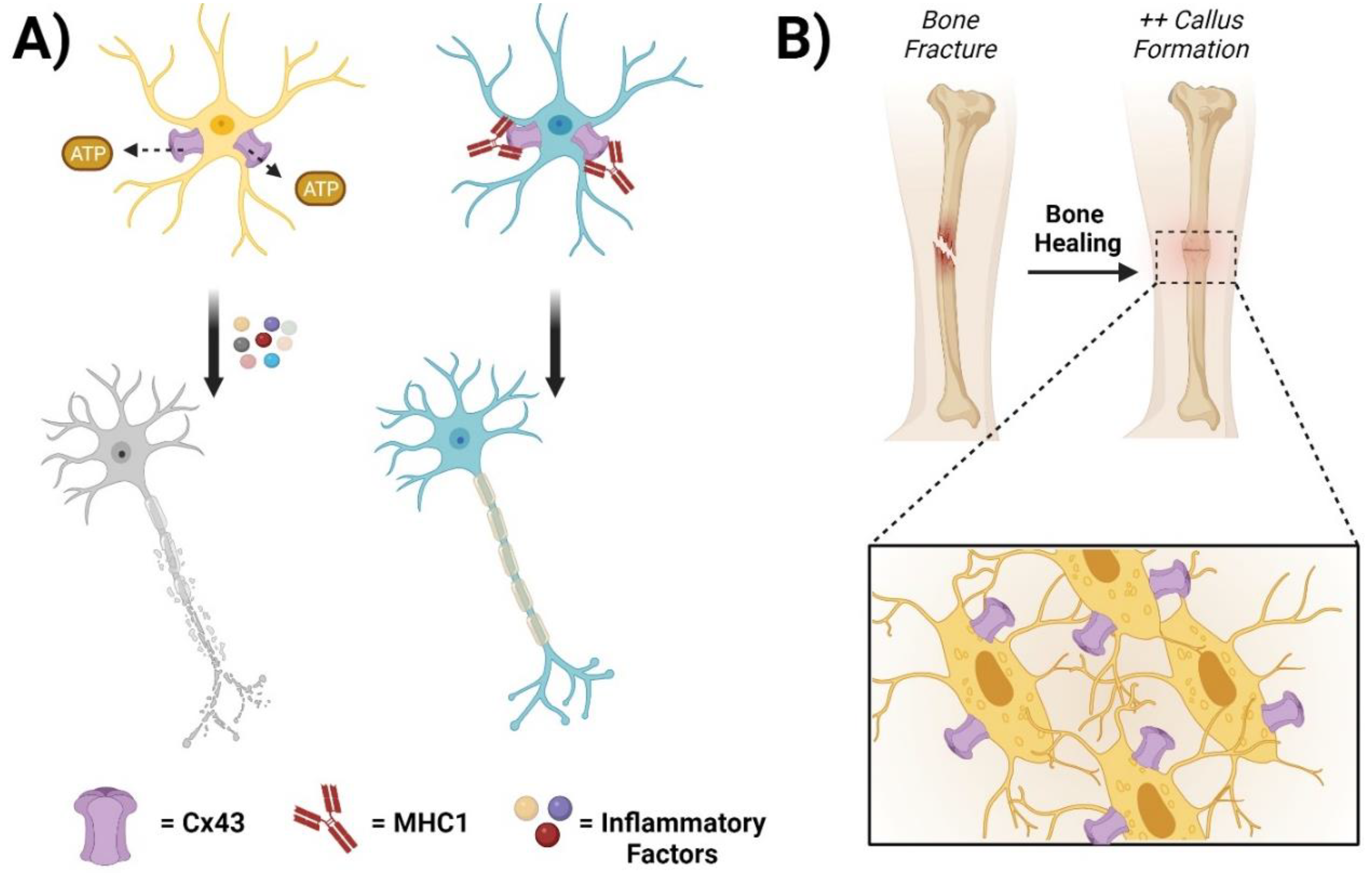 Biomolecules 13 01796 g002