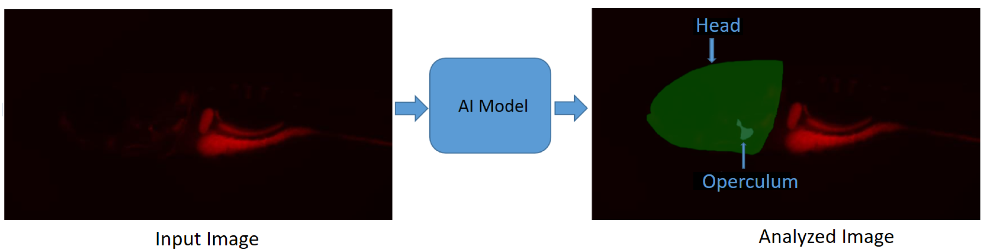 Biomolecules 13 01797 g003