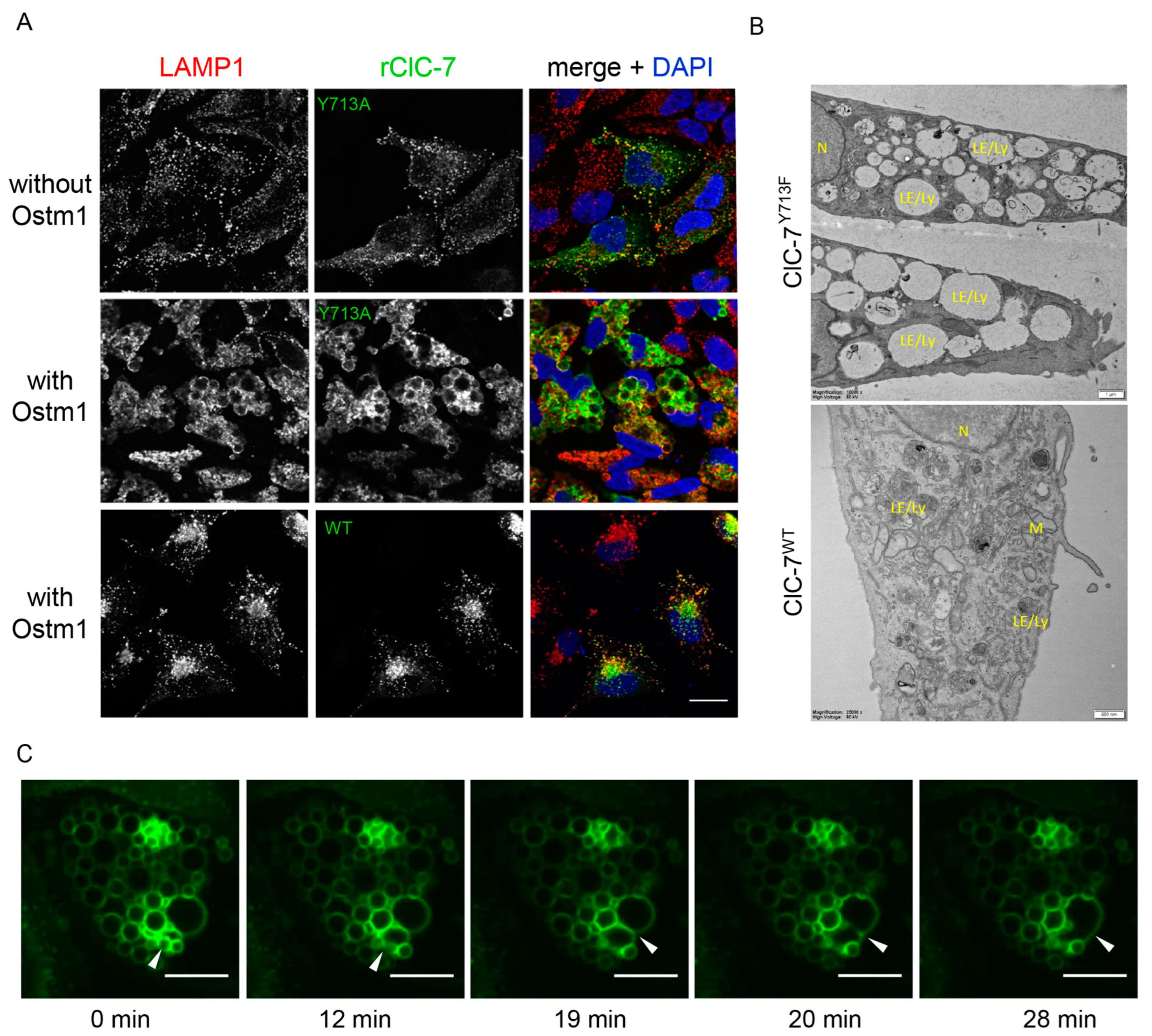 Biomolecules 13 01799 g001