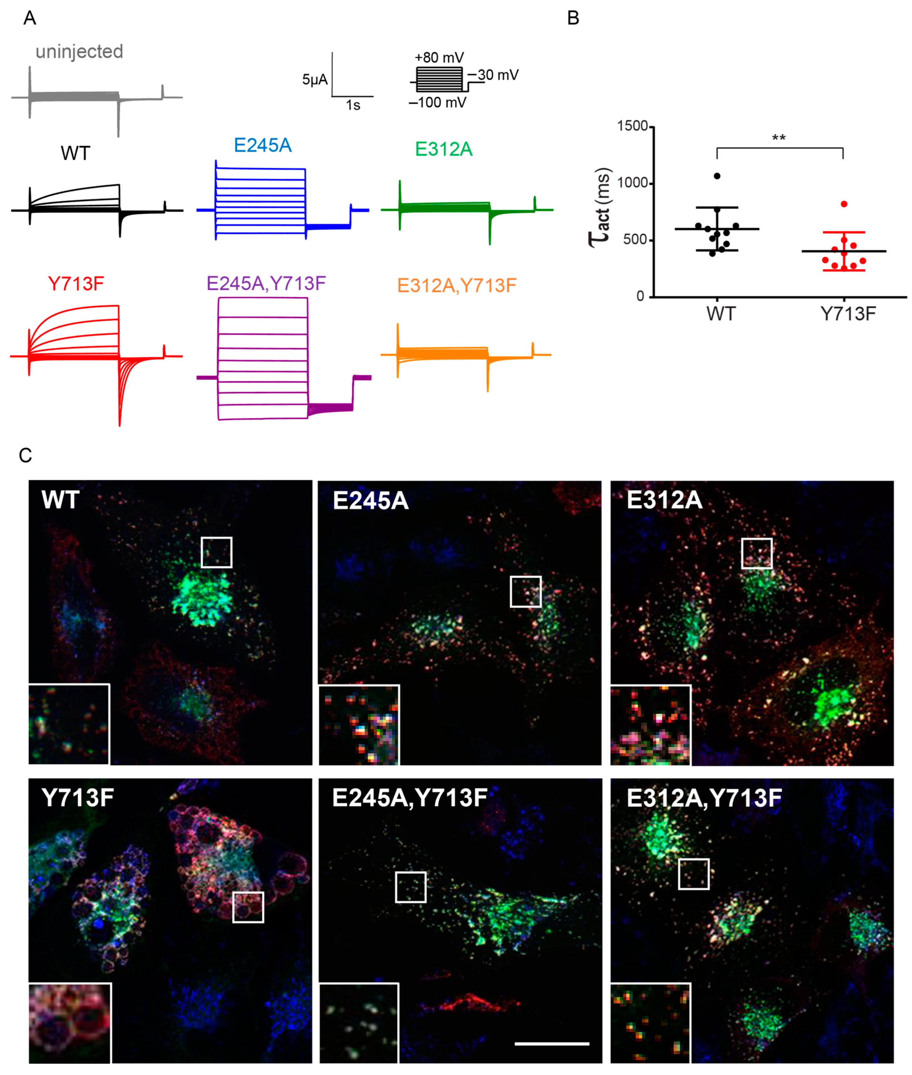 Biomolecules 13 01799 g002