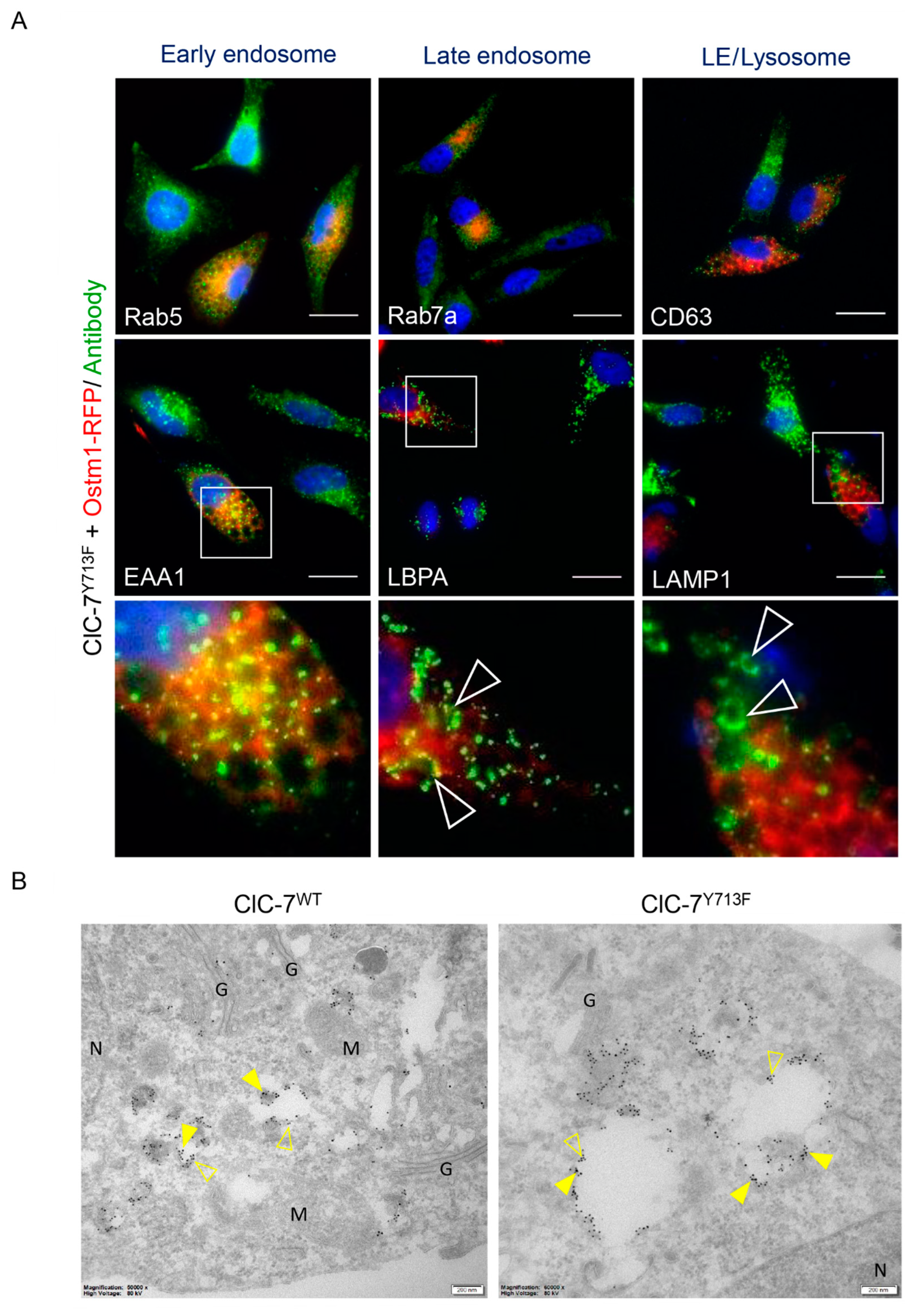 Biomolecules 13 01799 g003