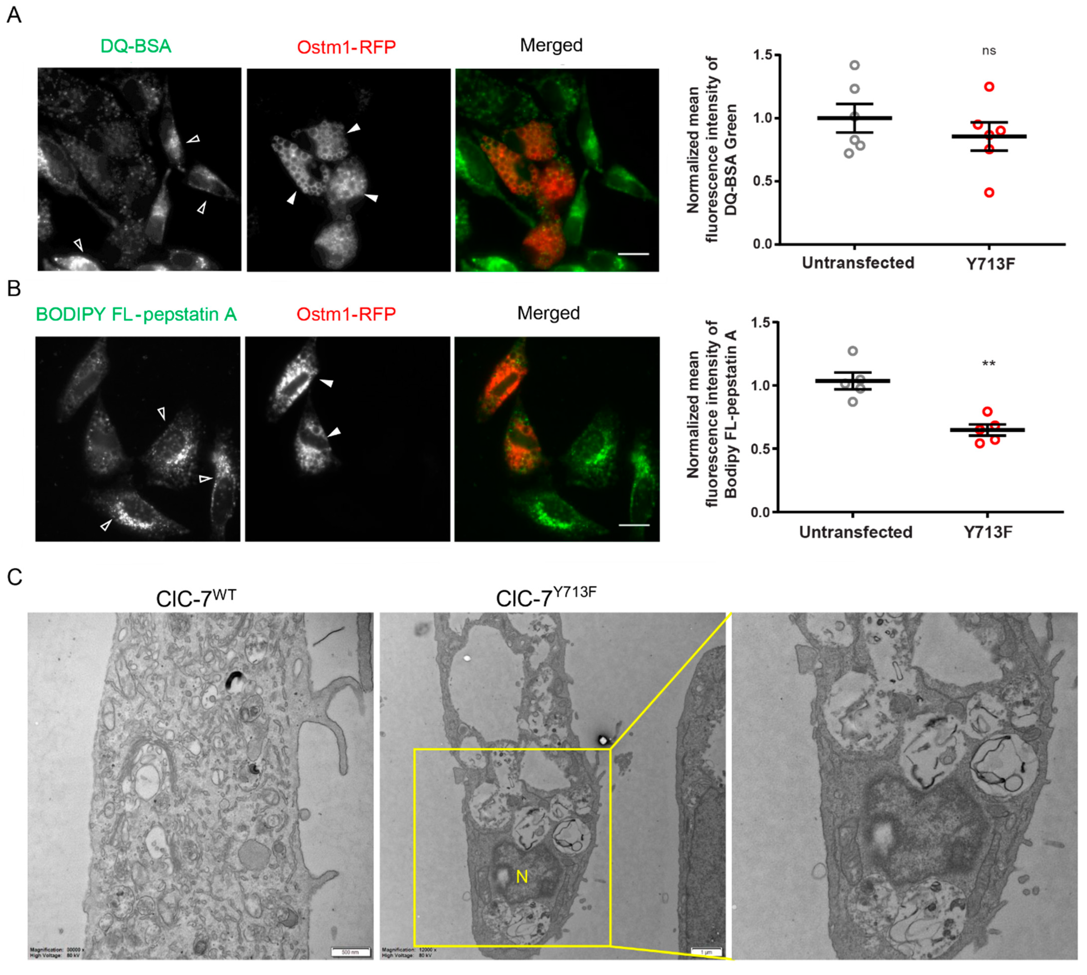 Biomolecules 13 01799 g005
