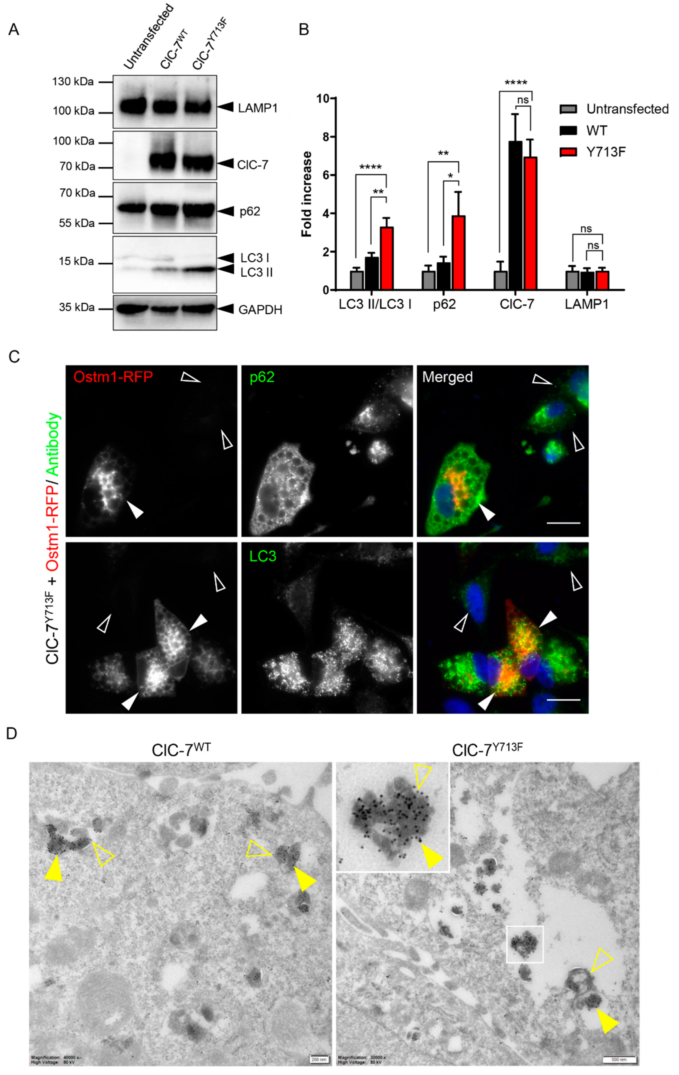 Biomolecules 13 01799 g006