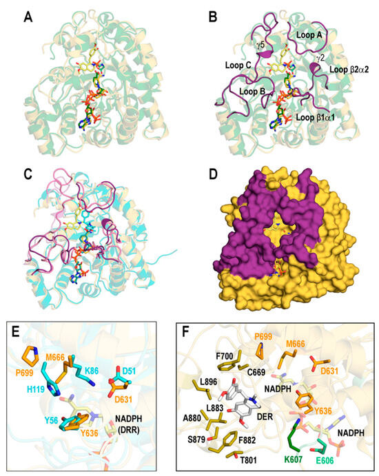 Structural Characterization and Molecular Dynamics Study of