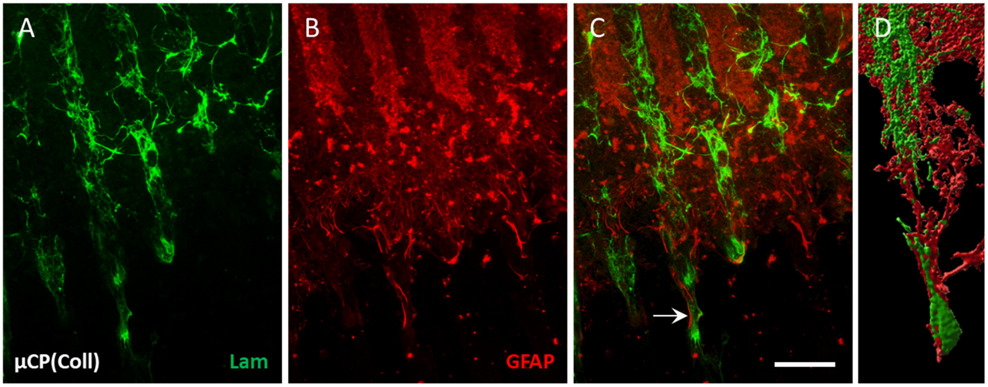 Biomolecules 14 00003 g002