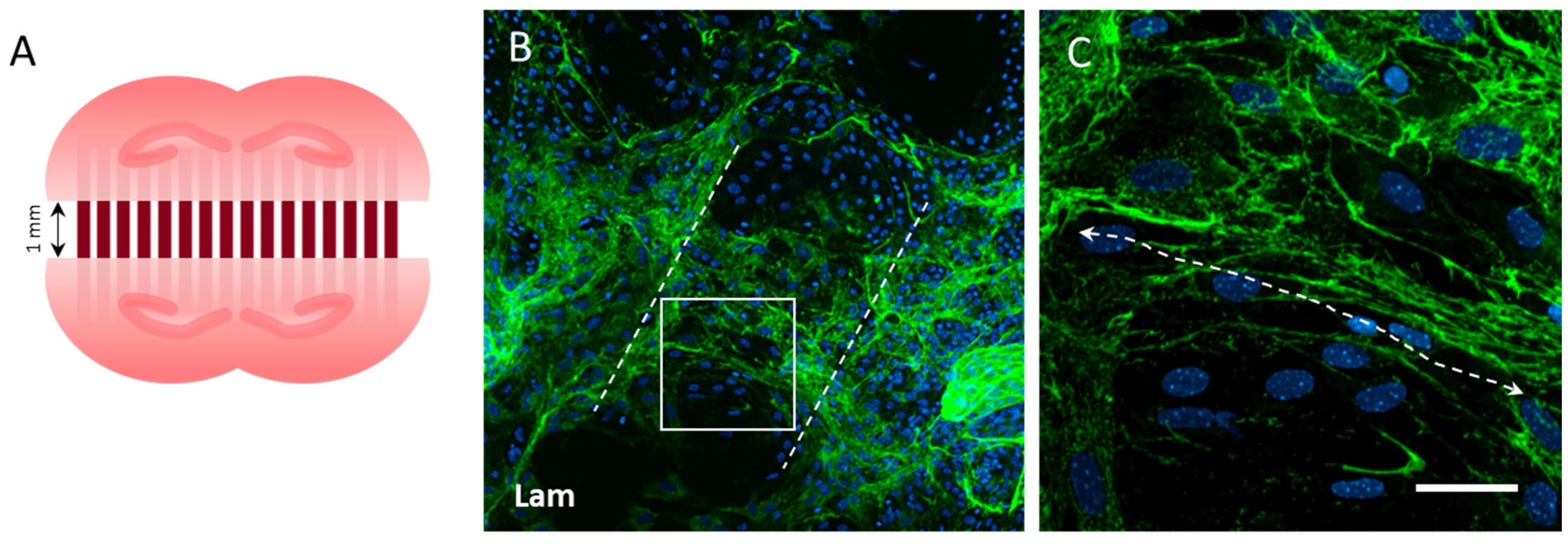 Biomolecules 14 00003 g005