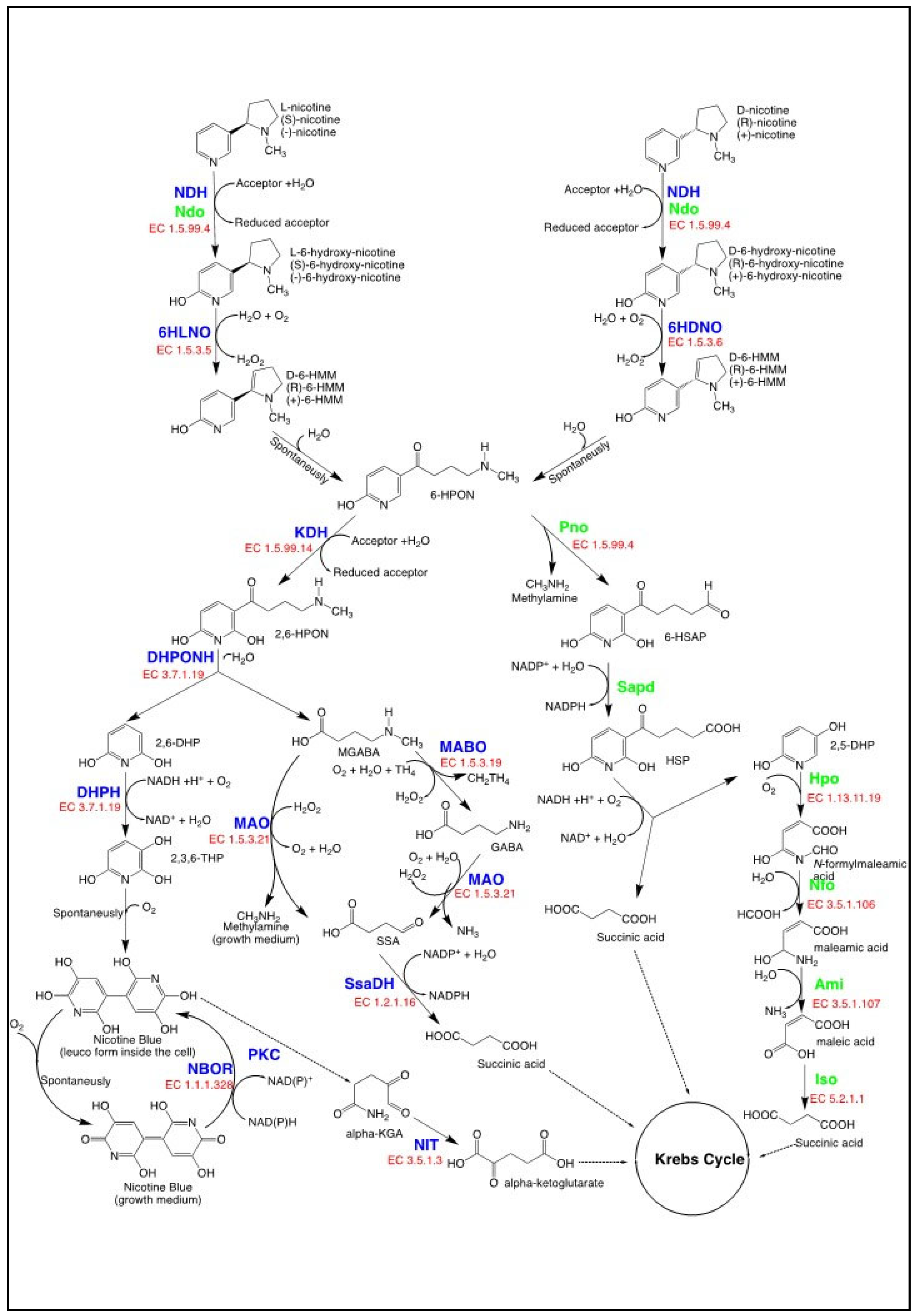 Insights into Pharmacological Activities of Nicotine and 6