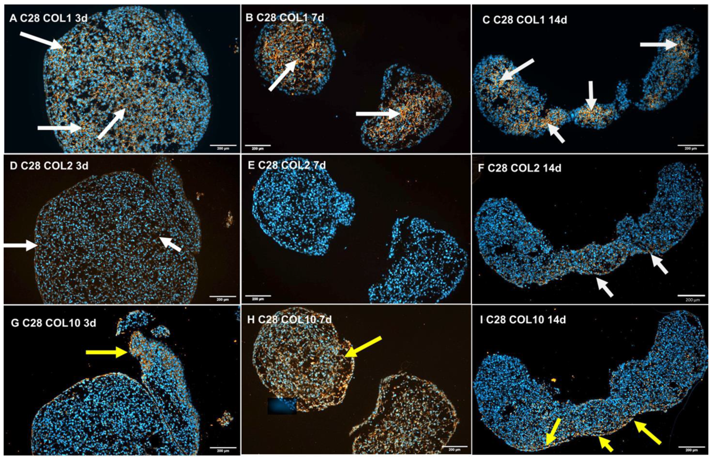 Biomolecules 14 00025 g003