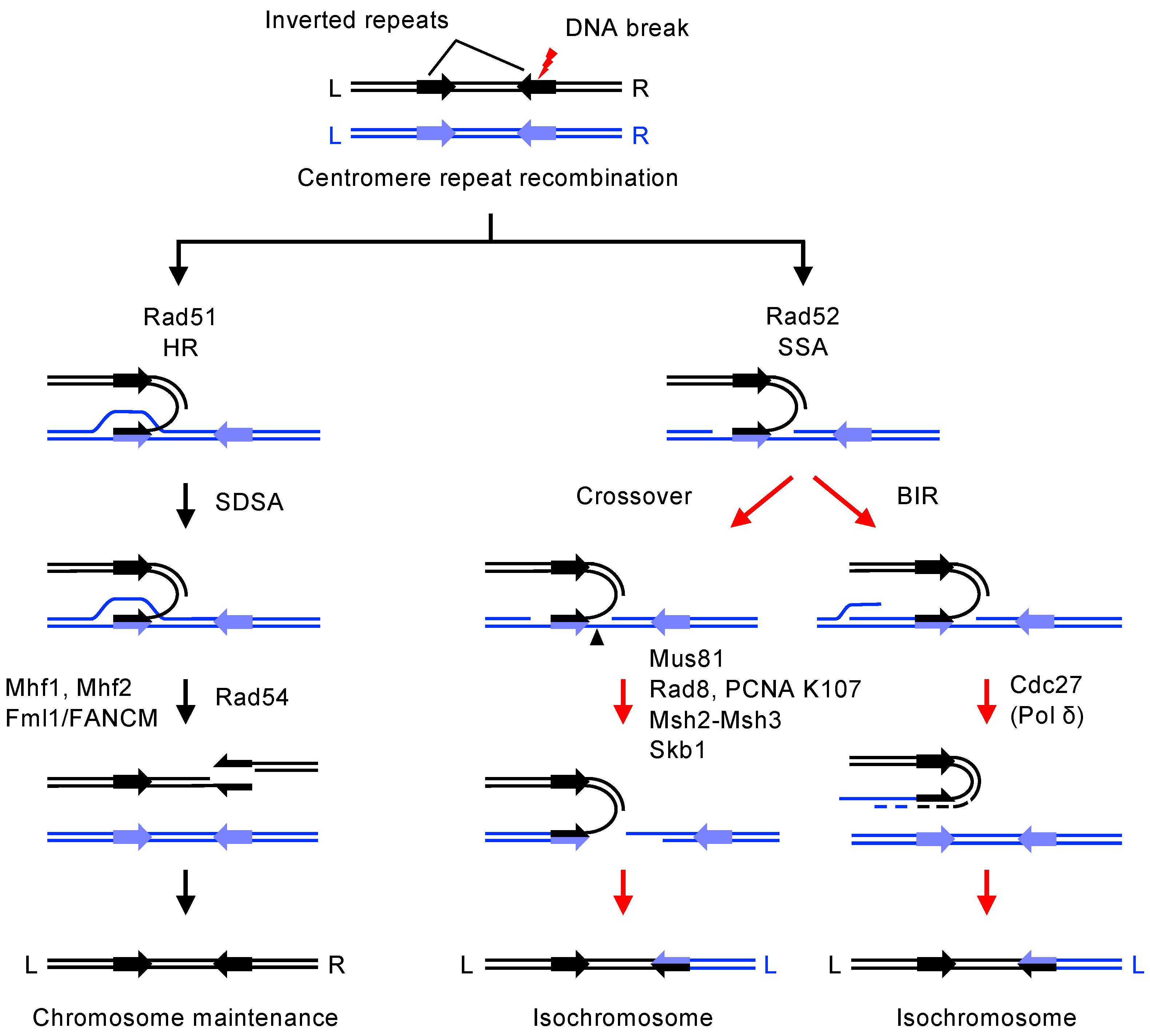 Biomolecules 14 00028 g005