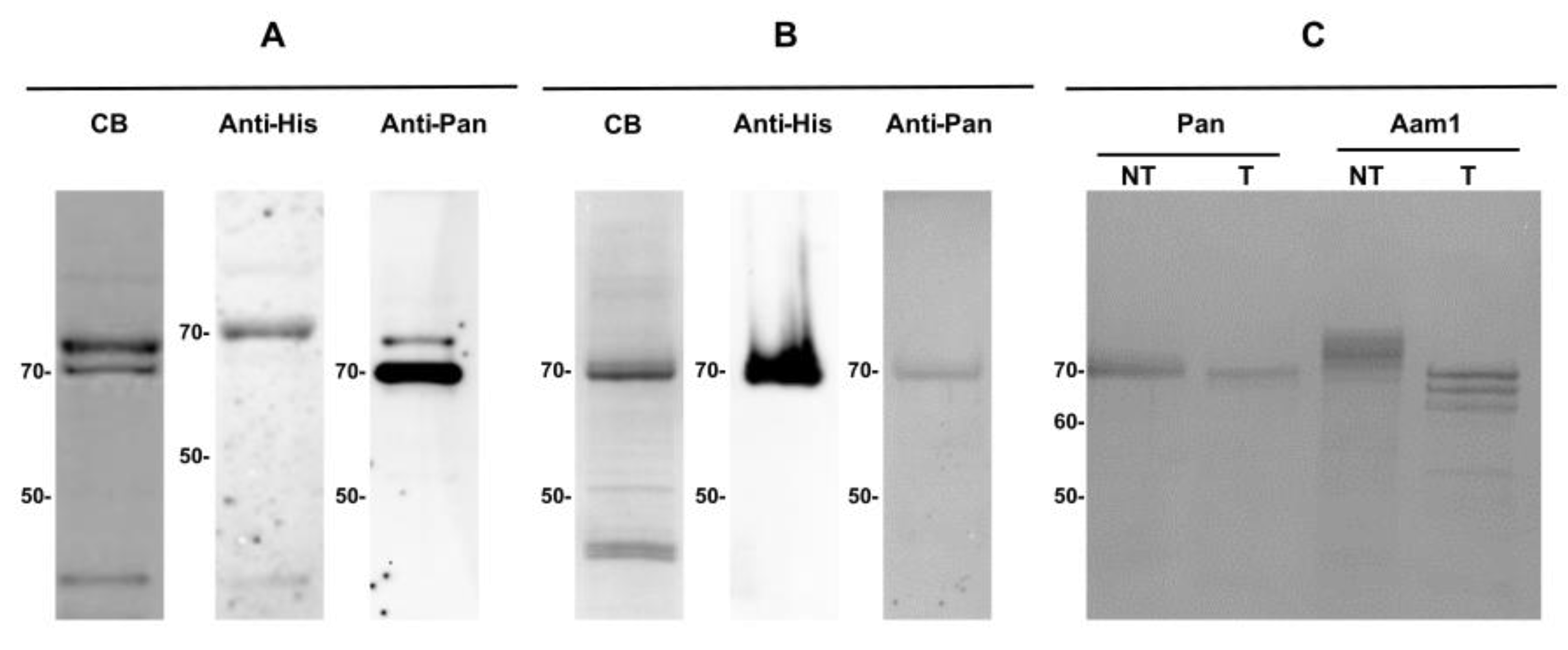 Biomolecules 14 00033 g006 Biomolecules 14 00033 g006