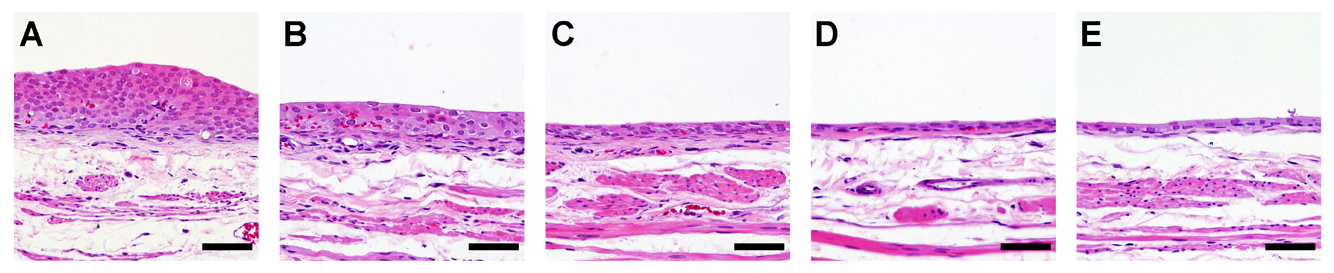 Biomolecules 14 00036 g005 Biomolecules 14 00036 g005