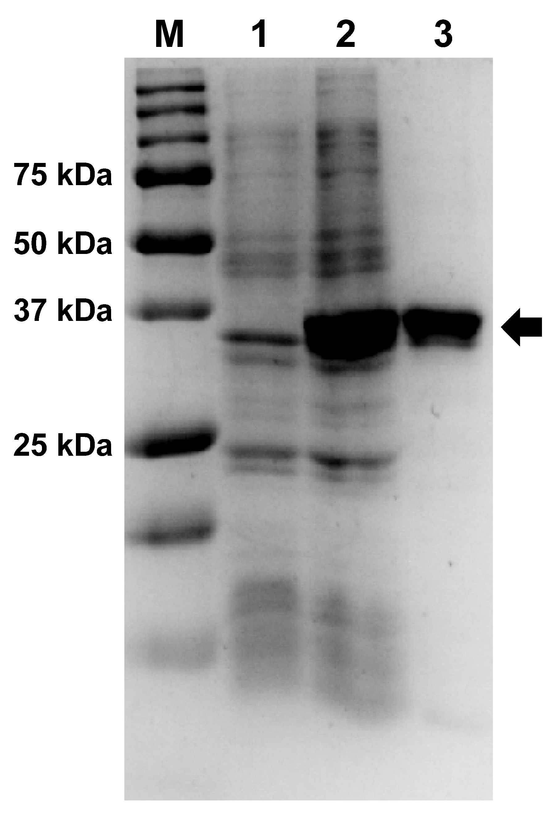 Biomolecules 14 00049 g002