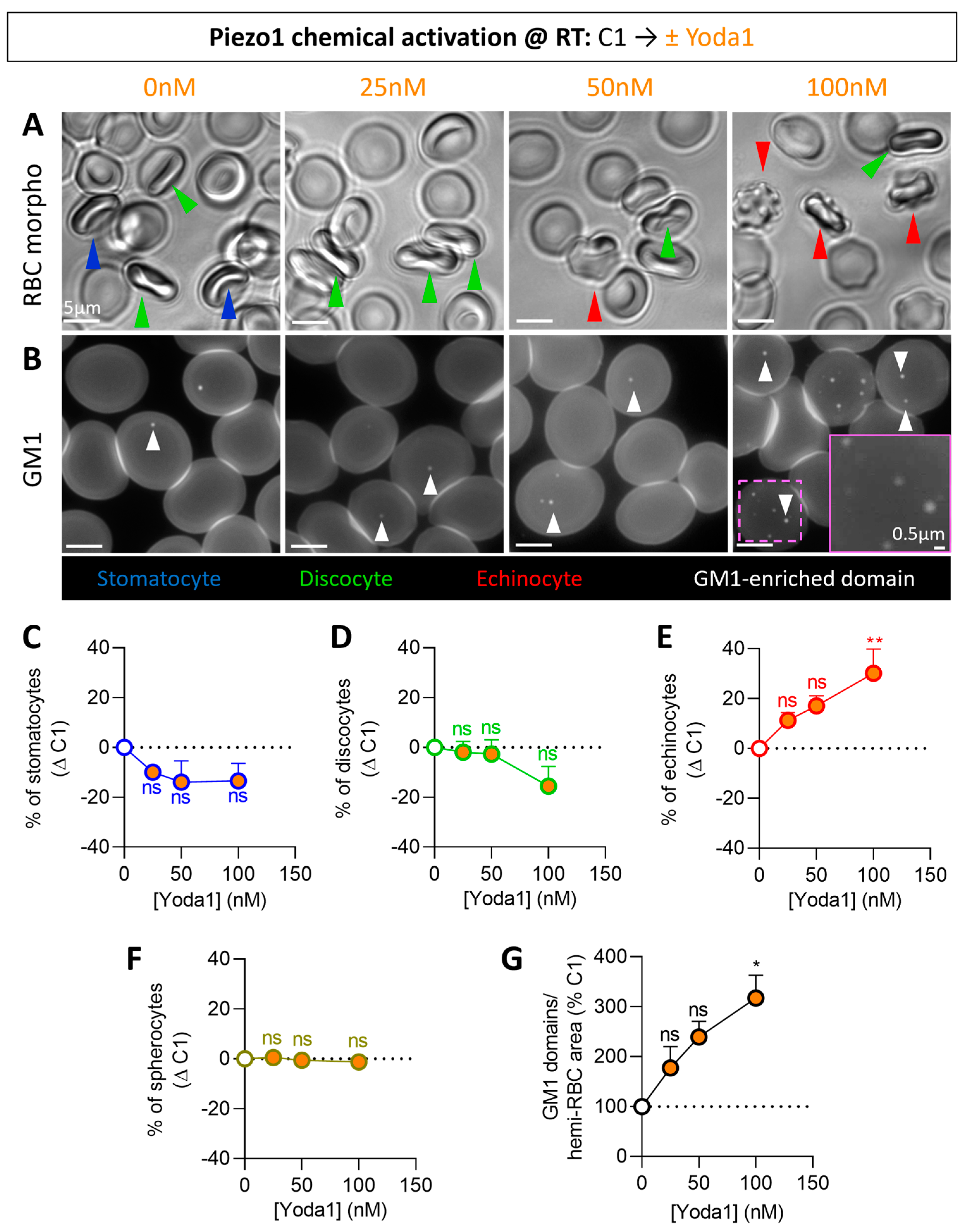 Biomolecules 14 00051 g001