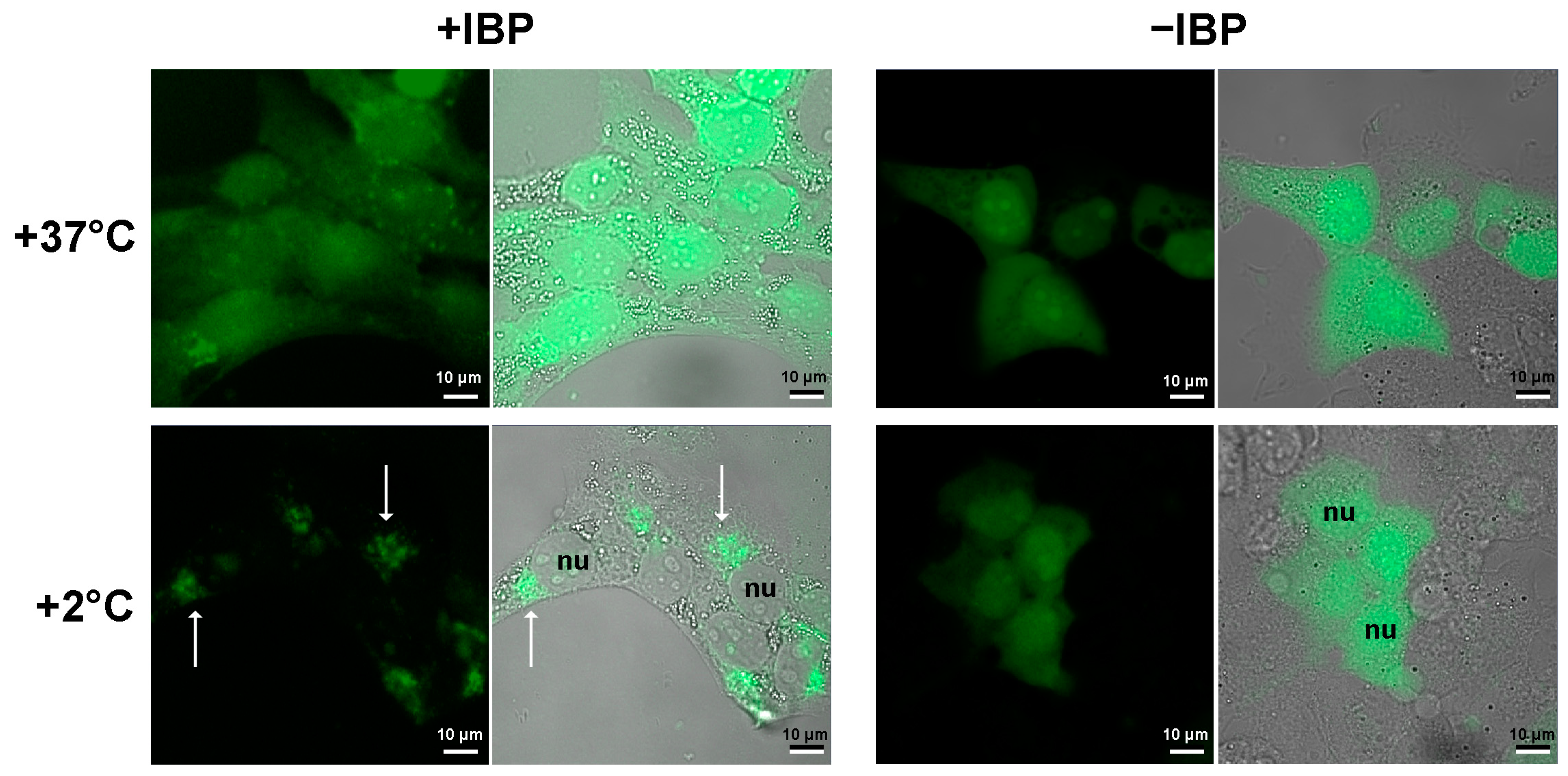 Biomolecules 14 00054 g003 Biomolecules 14 00054 g003