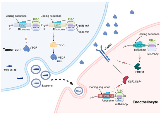 Regulation of Angiogenesis by Non-Coding RNAs in Cancer