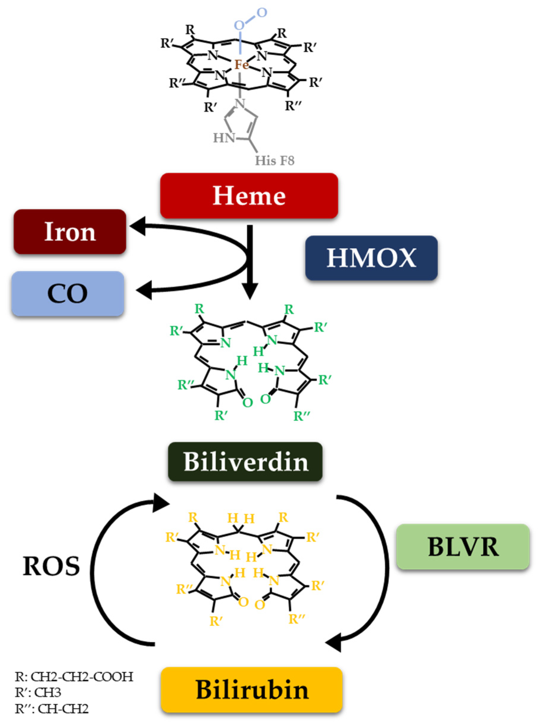 Biomolecules 14 00063 g001