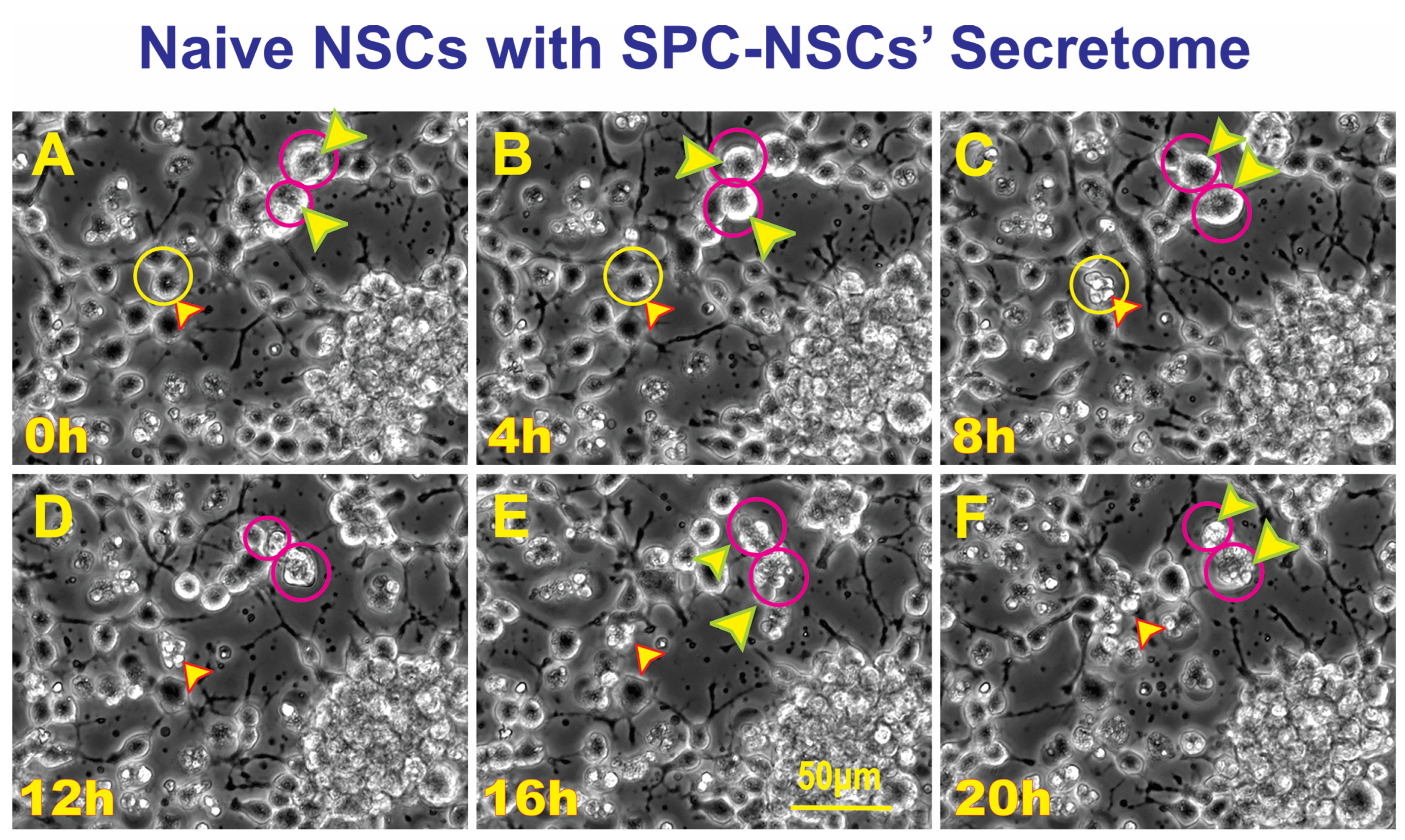 Biomolecules 14 00065 g004